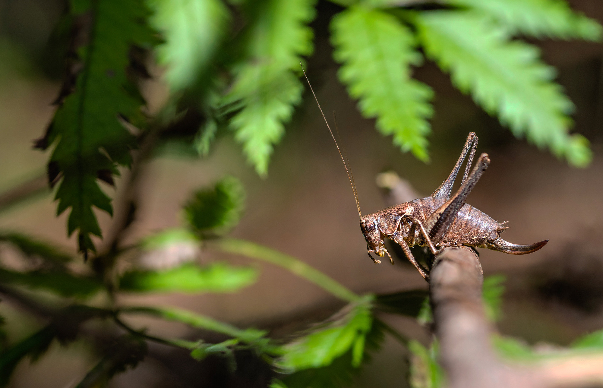 Insects. Насекомые. Aleksandr Abrosimov Photography