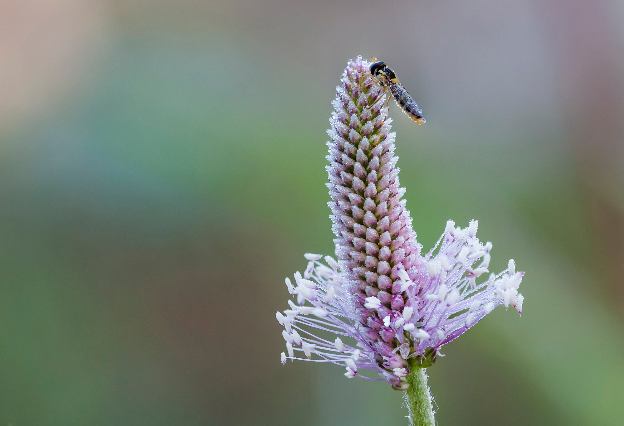 Insects. Насекомые. Aleksandr Abrosimov Photography