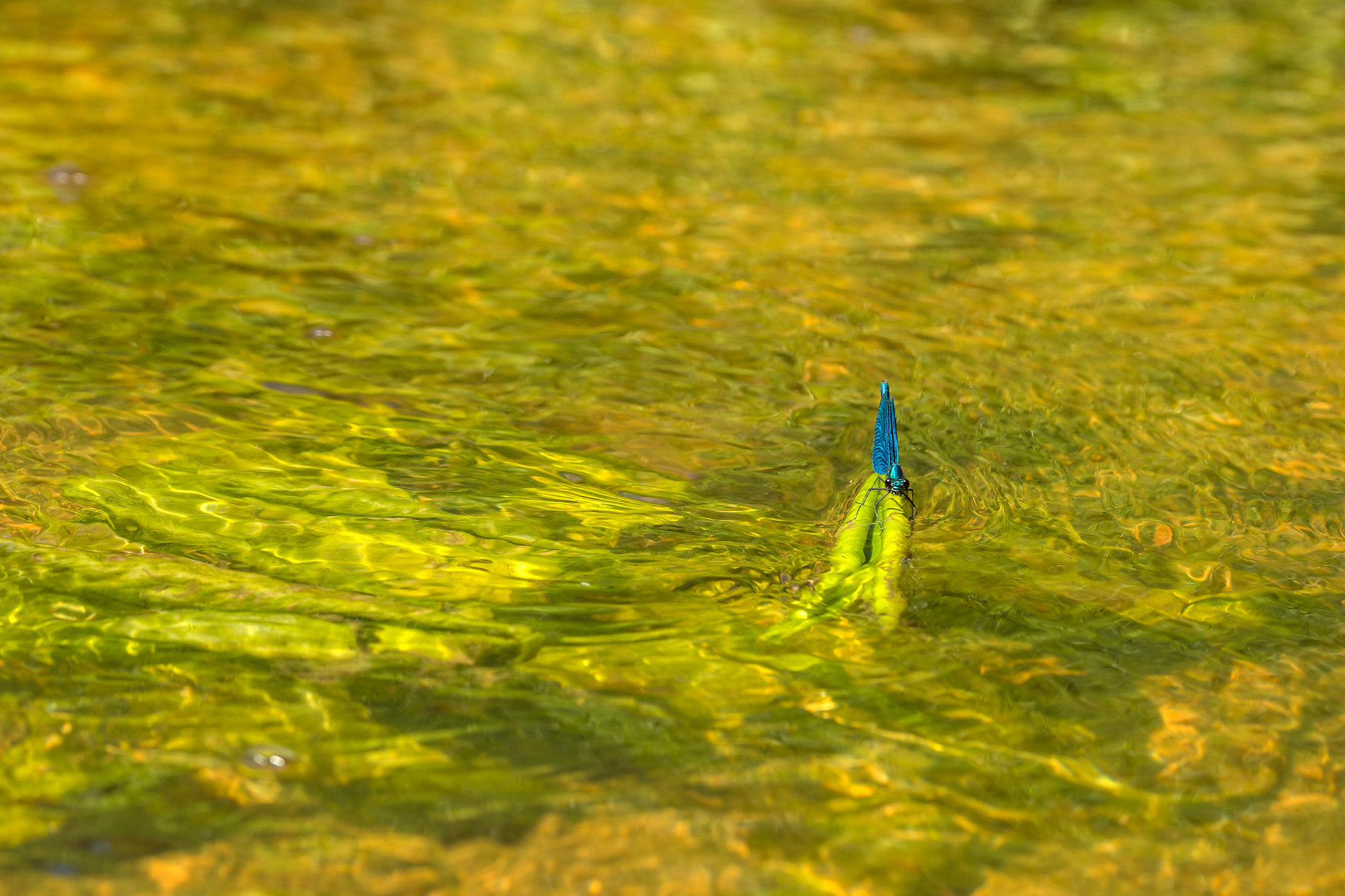 Insects. Насекомые. Aleksandr Abrosimov Photography