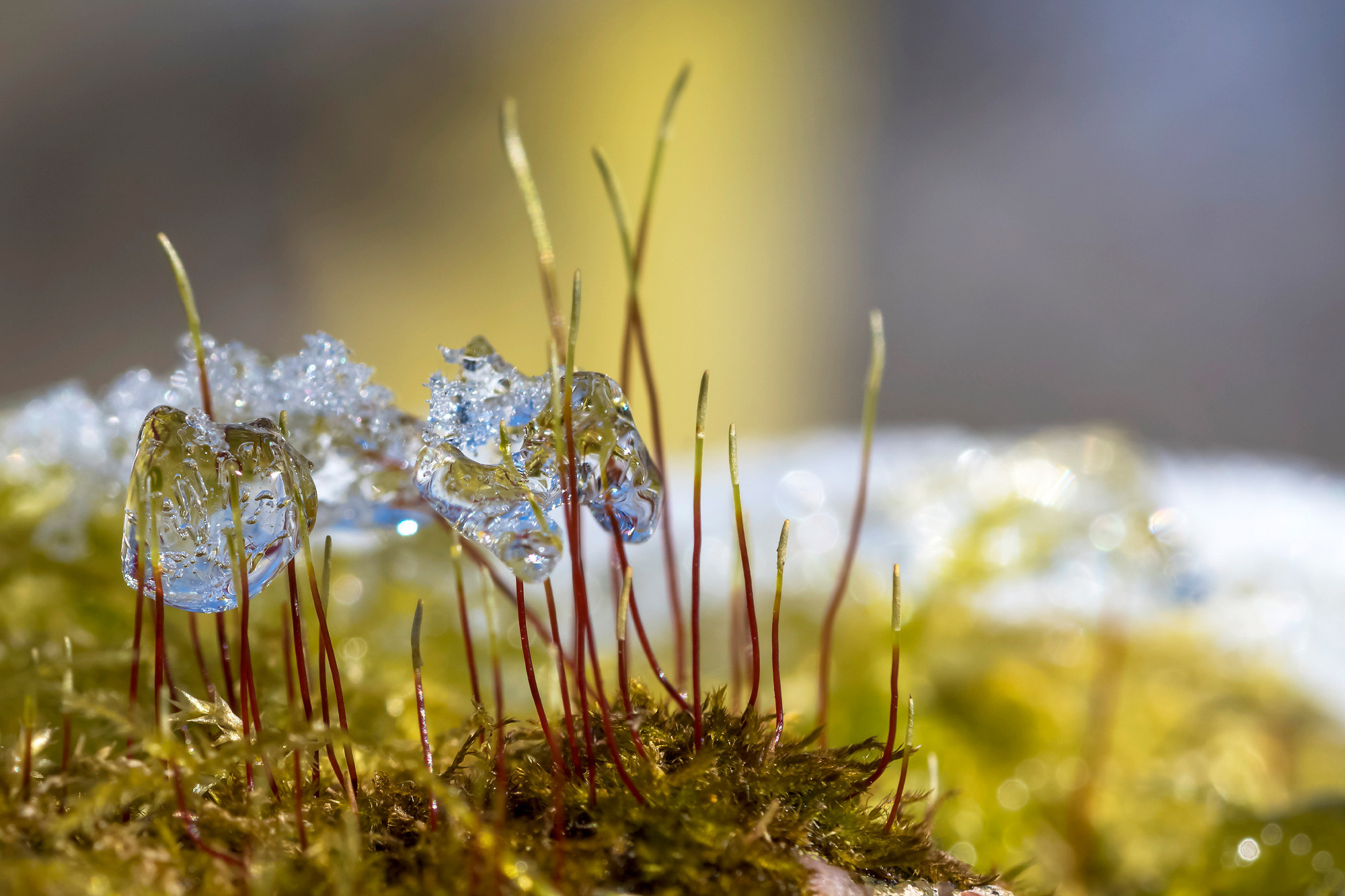 Nature. Природа. Aleksandr Abrosimov Photography