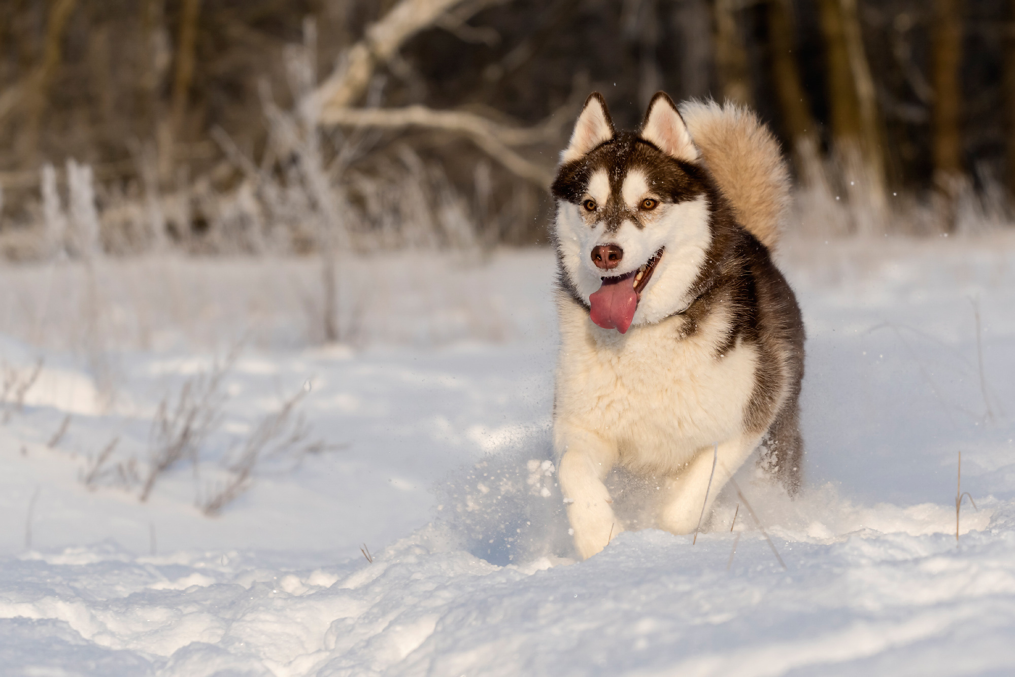 Pets. Домашние питомцы. Aleksandr Abrosimov Photography