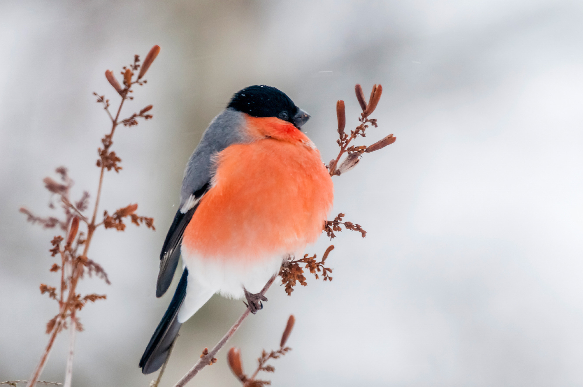 Birds. Птицы. Aleksandr Abrosimov Photography