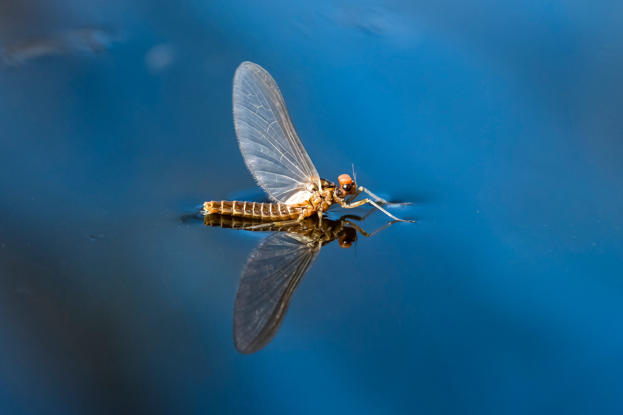 Insects. Насекомые. Aleksandr Abrosimov Photography