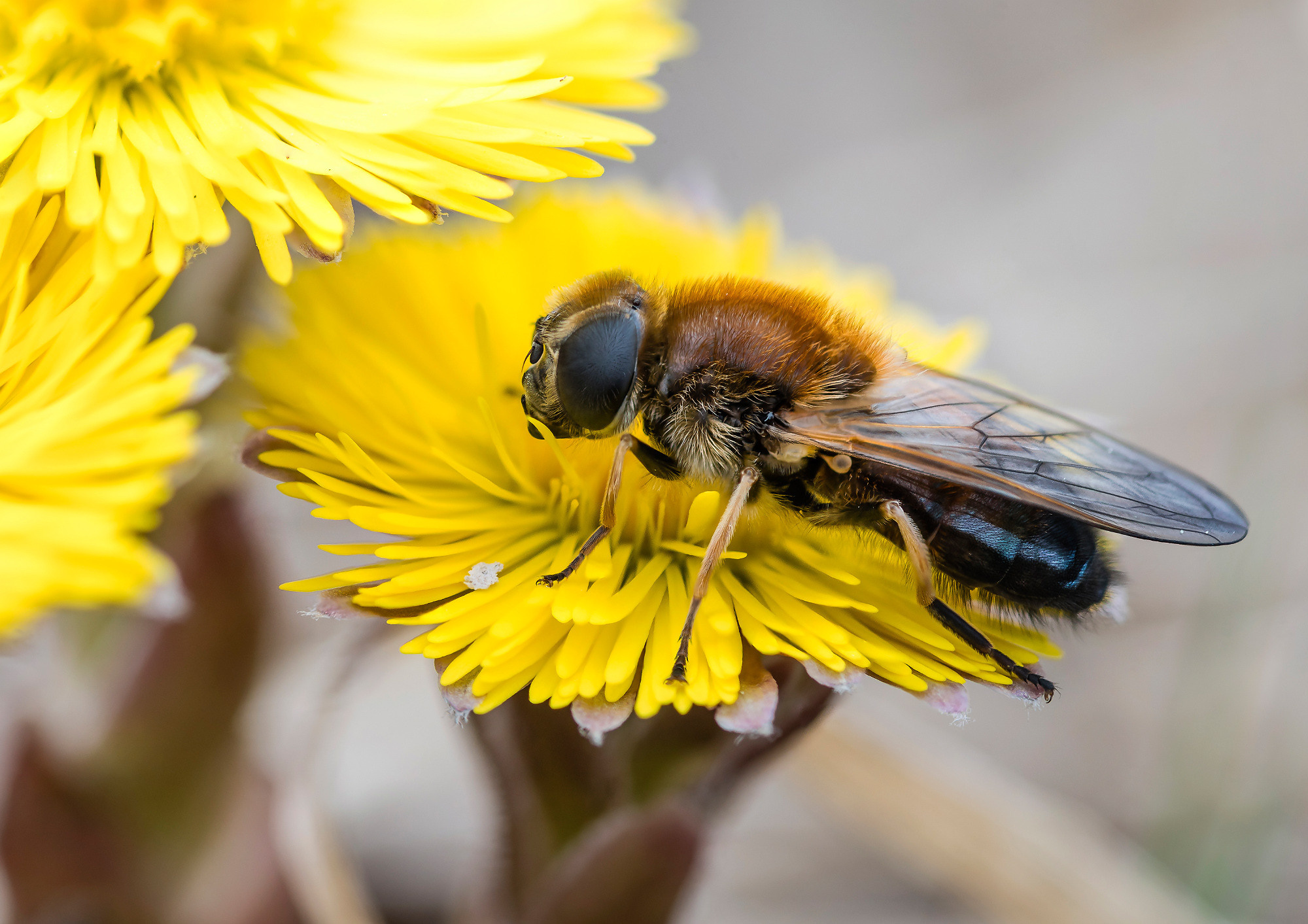 Insects. Насекомые. Aleksandr Abrosimov Photography
