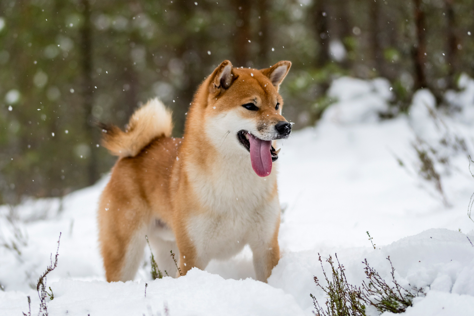 Pets. Домашние питомцы. Aleksandr Abrosimov Photography