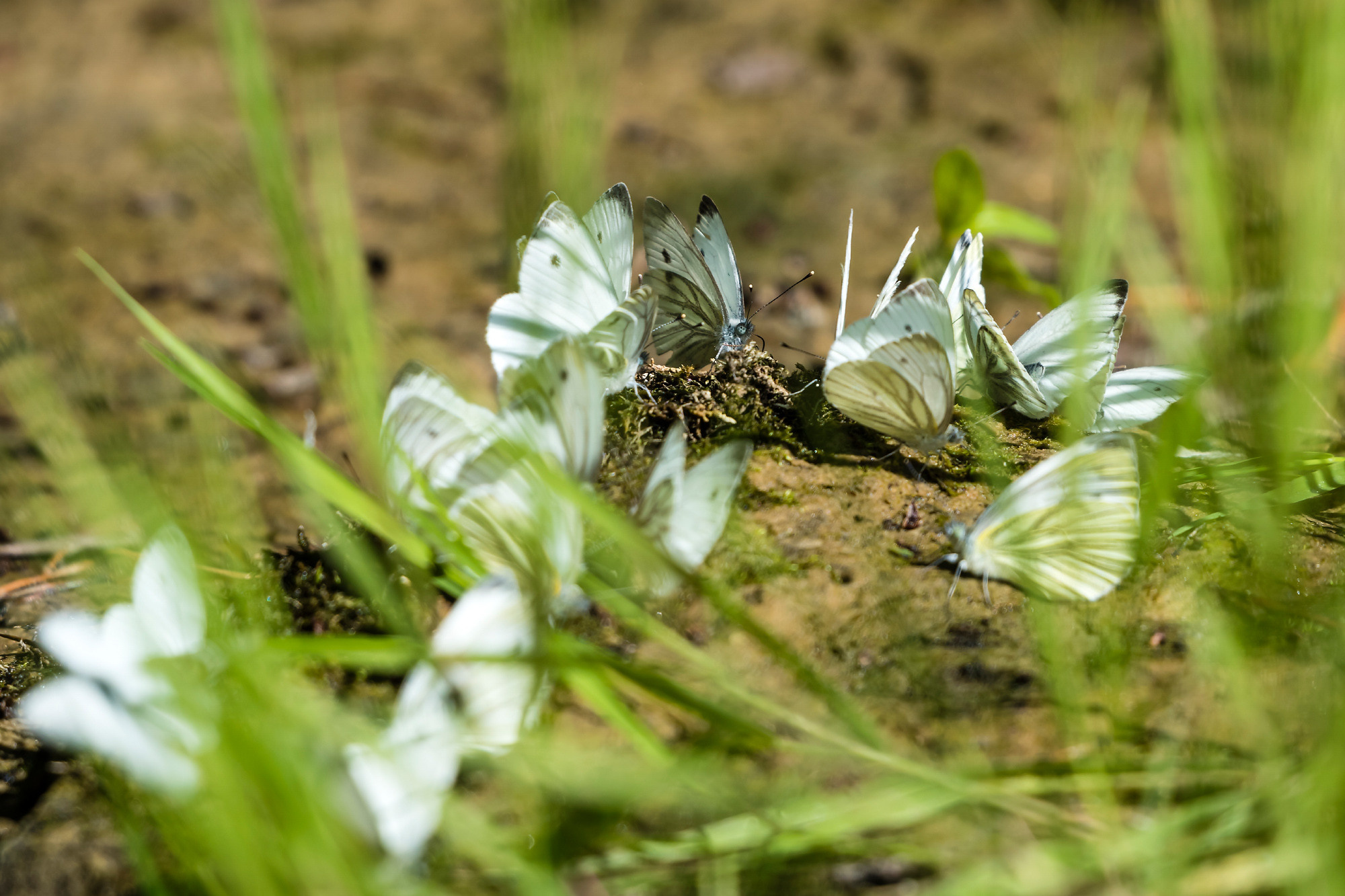Insects. Насекомые. Aleksandr Abrosimov Photography