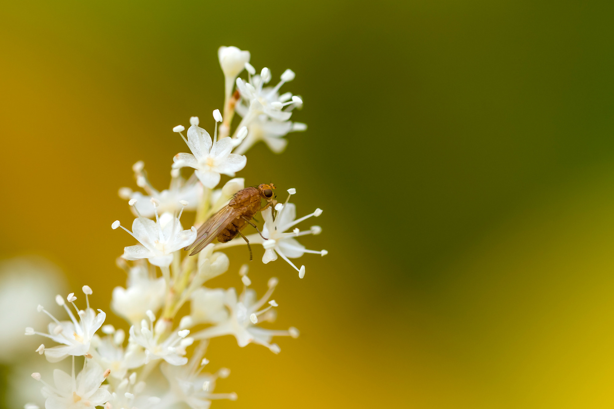 Insects. Насекомые. Aleksandr Abrosimov Photography