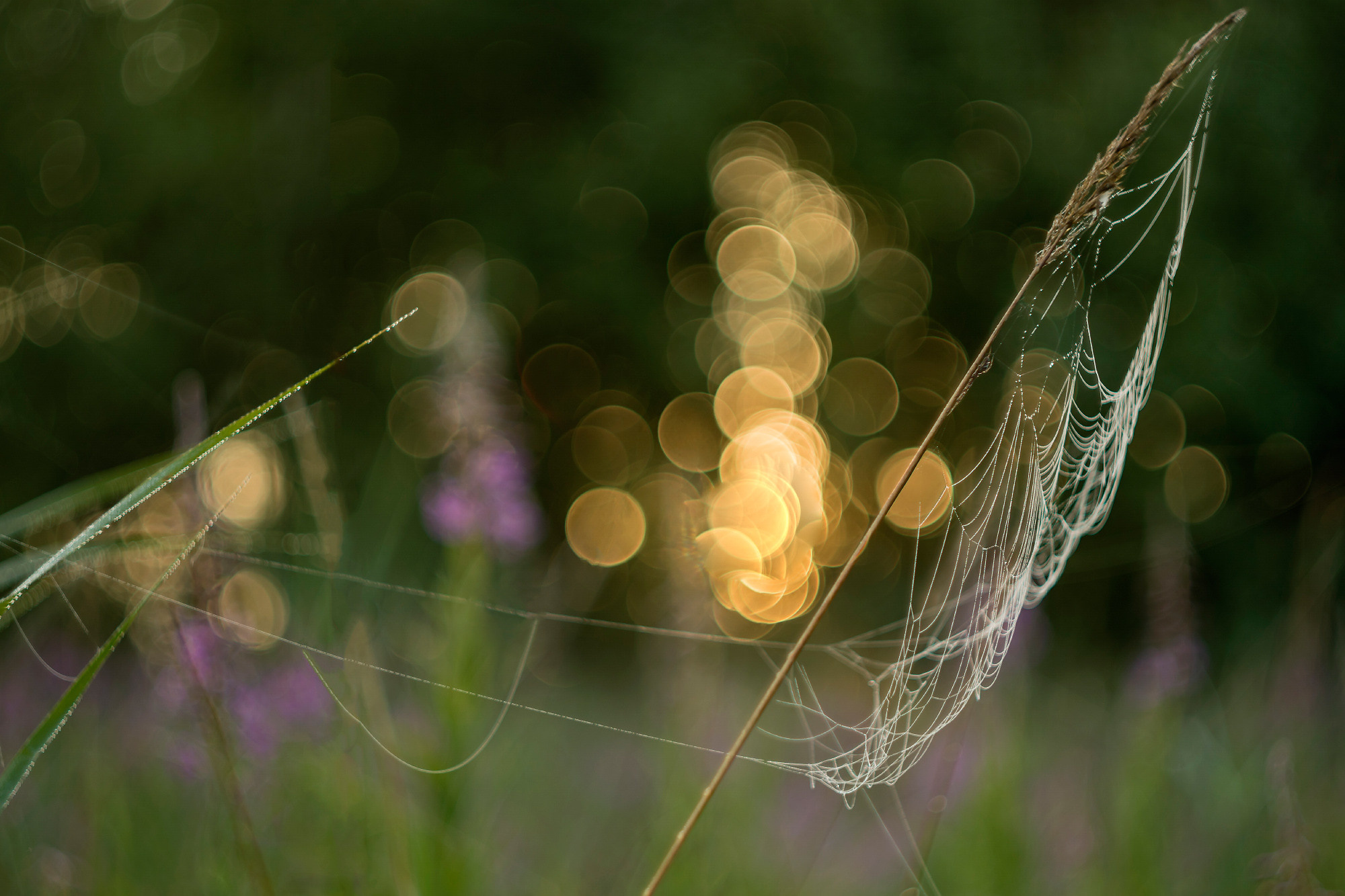 Nature. Природа. Aleksandr Abrosimov Photography