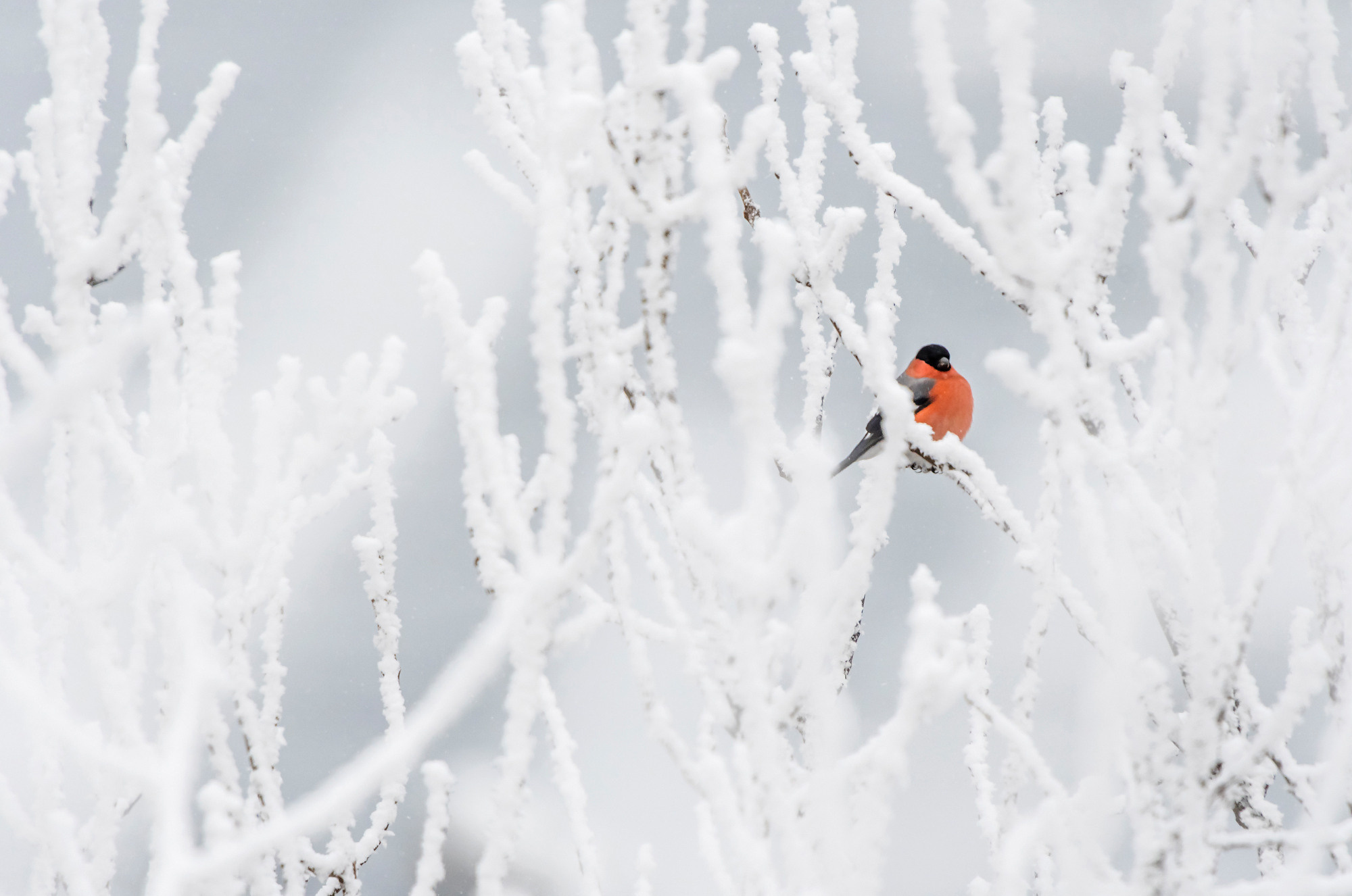 Birds. Птицы. Aleksandr Abrosimov Photography