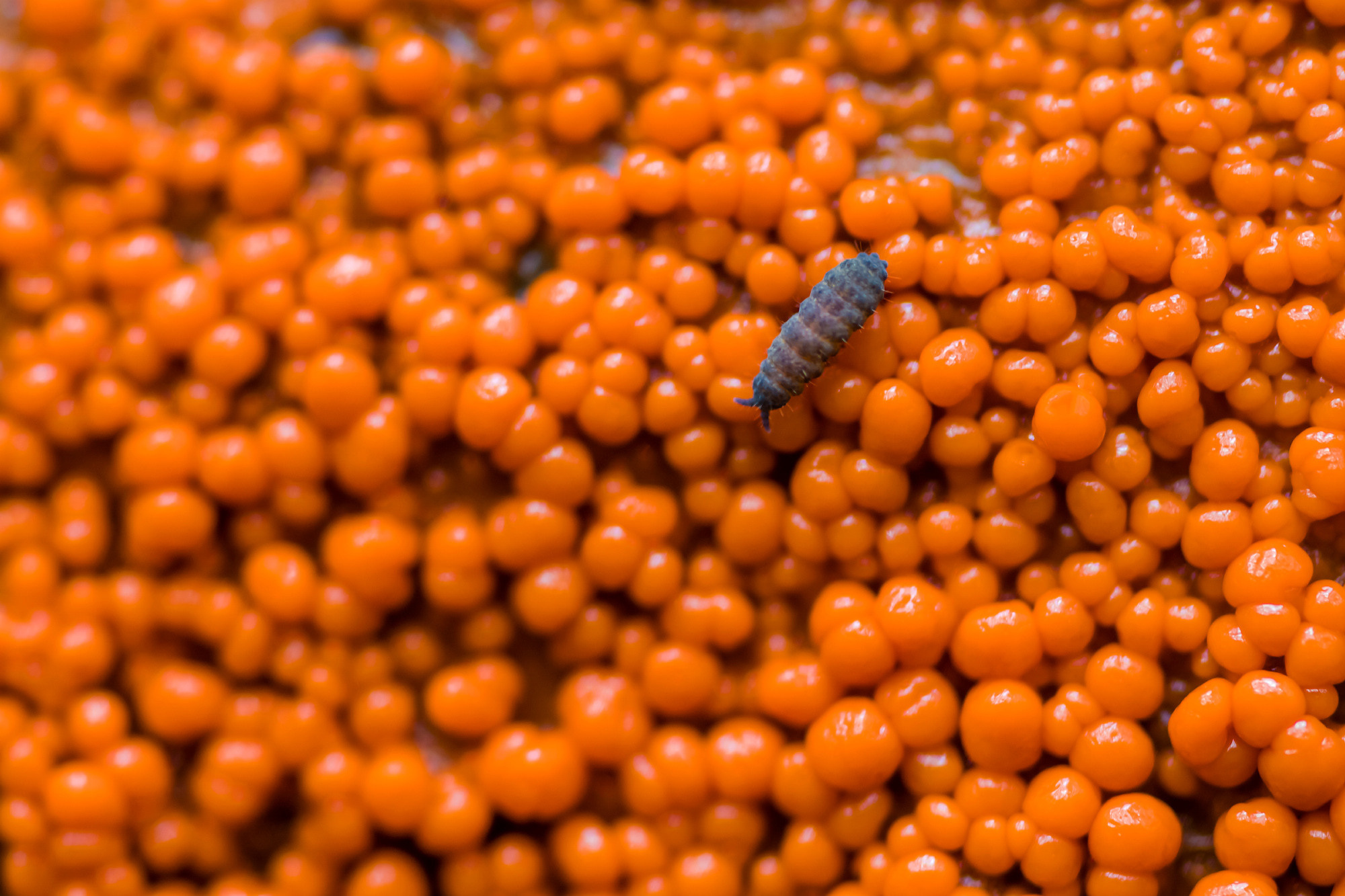 Insects. Насекомые. Aleksandr Abrosimov Photography