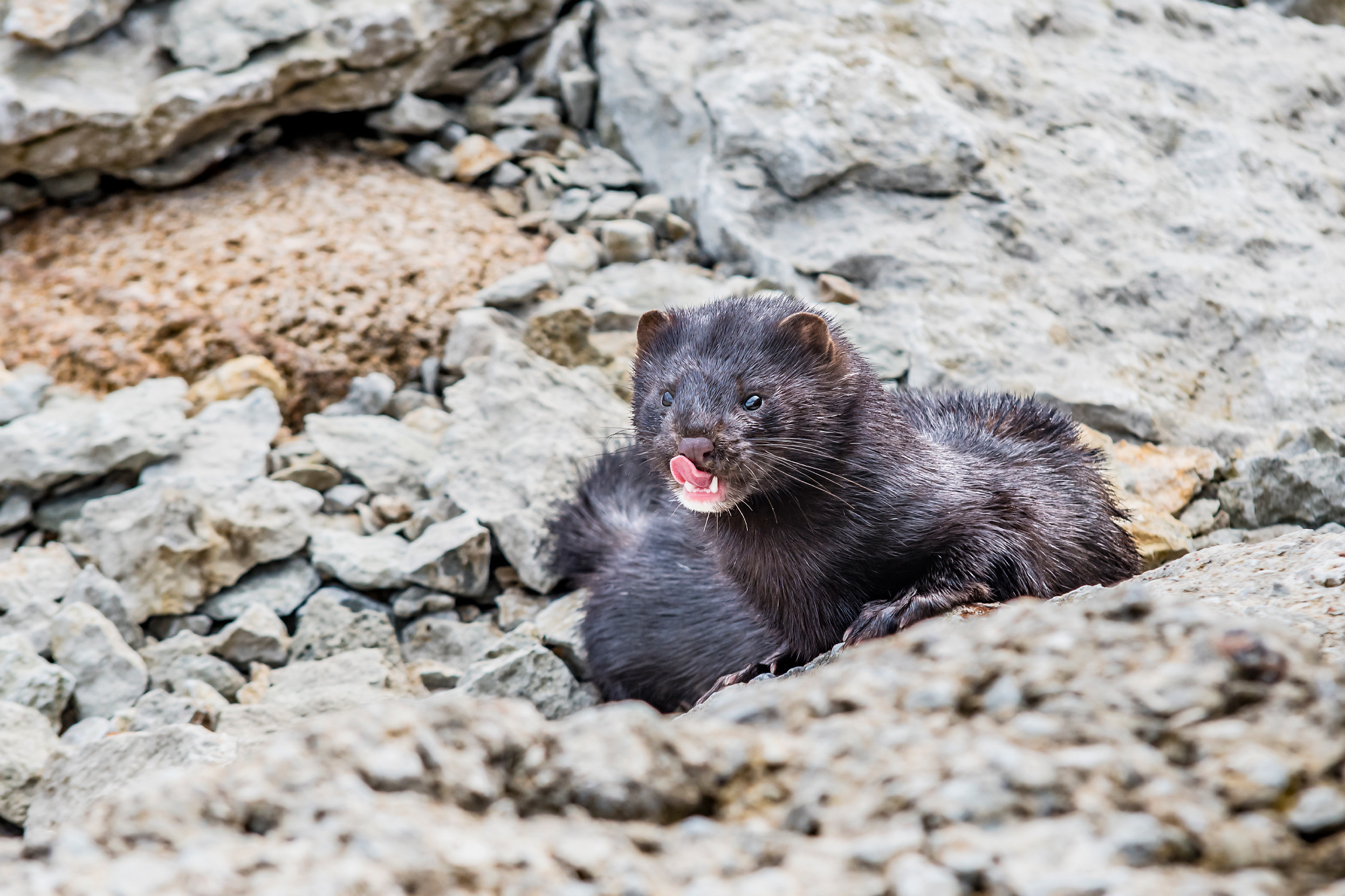 Animals. Животные. Aleksandr Abrosimov Photography
