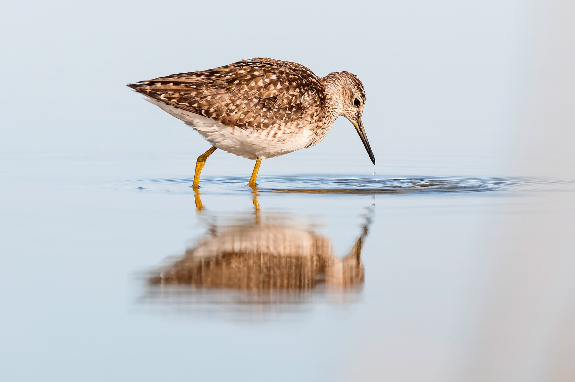 Birds. Птицы. Aleksandr Abrosimov Photography
