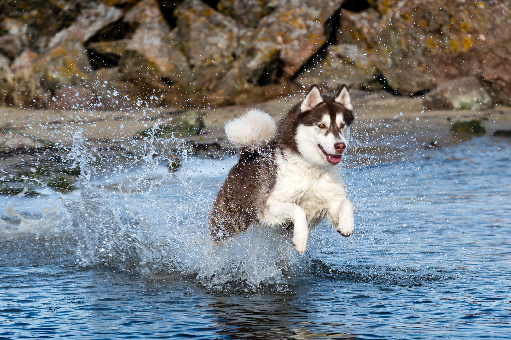 Pets. Домашние питомцы. Aleksandr Abrosimov Photography