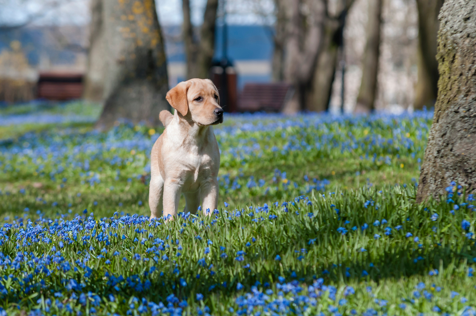 Pets. Домашние питомцы. Aleksandr Abrosimov Photography