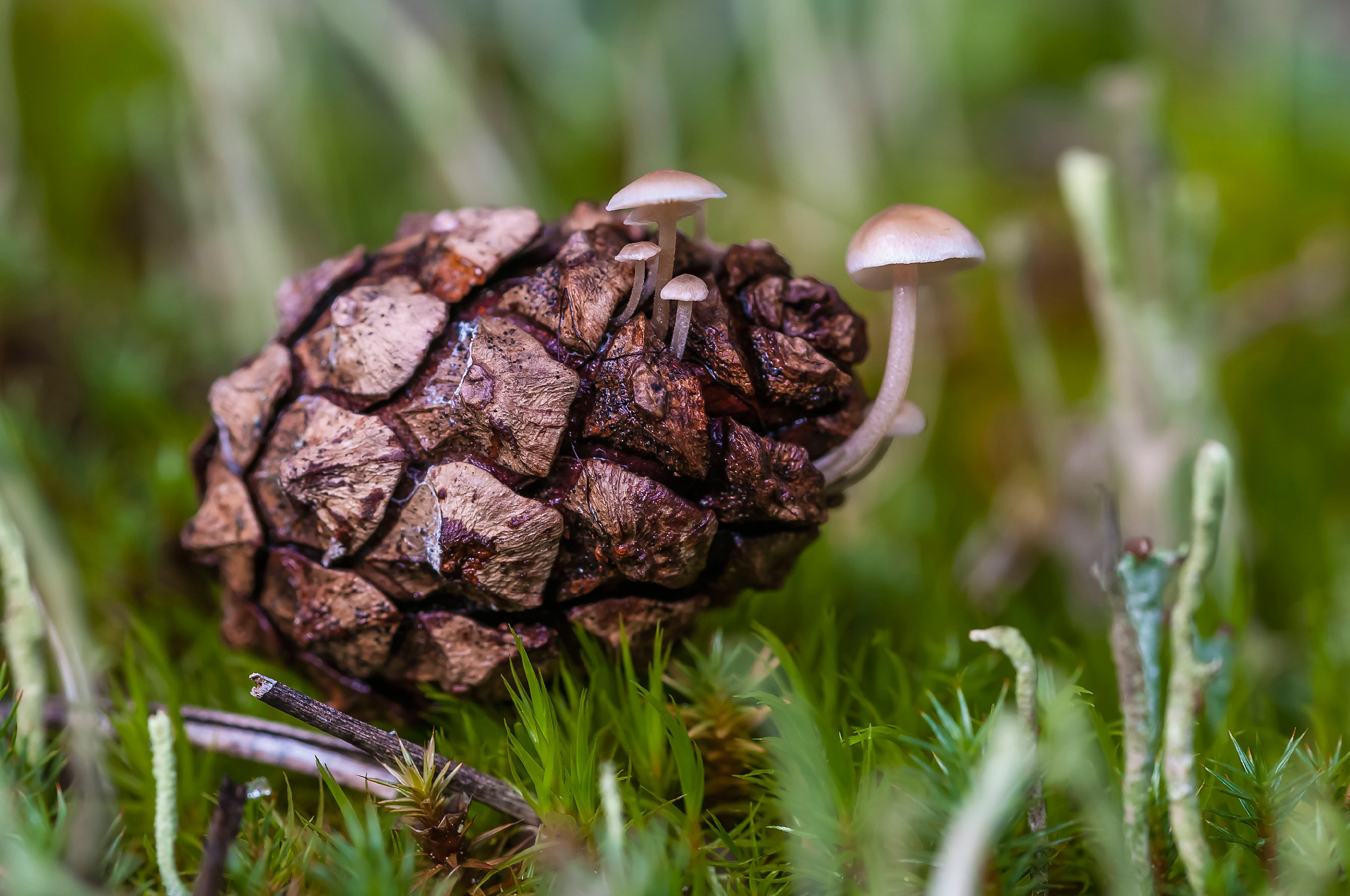 Nature. Природа. Aleksandr Abrosimov Photography