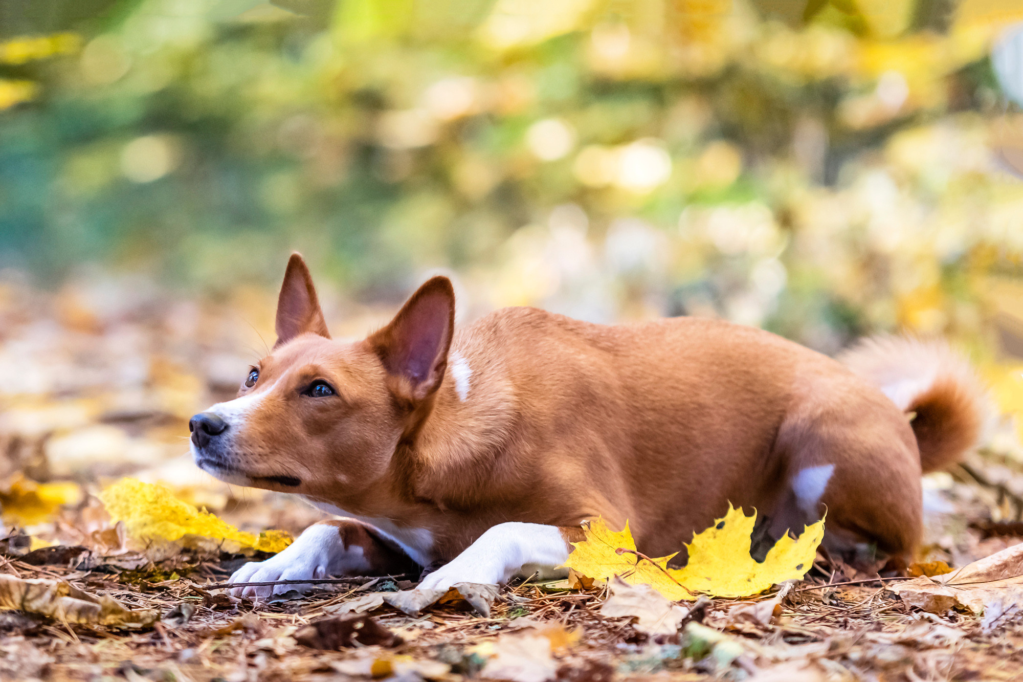 Pets. Домашние питомцы. Aleksandr Abrosimov Photography