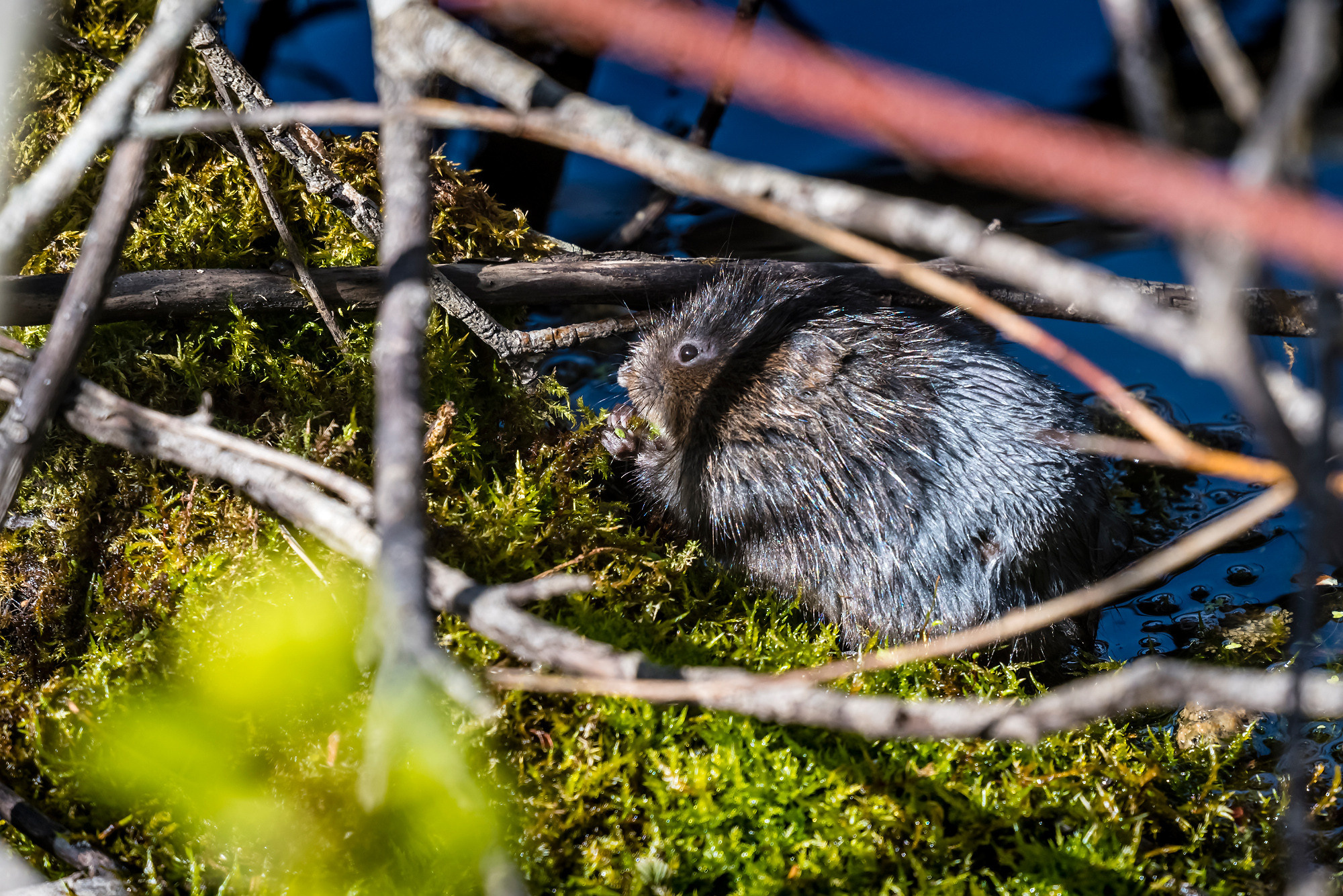 Animals. Животные. Aleksandr Abrosimov Photography
