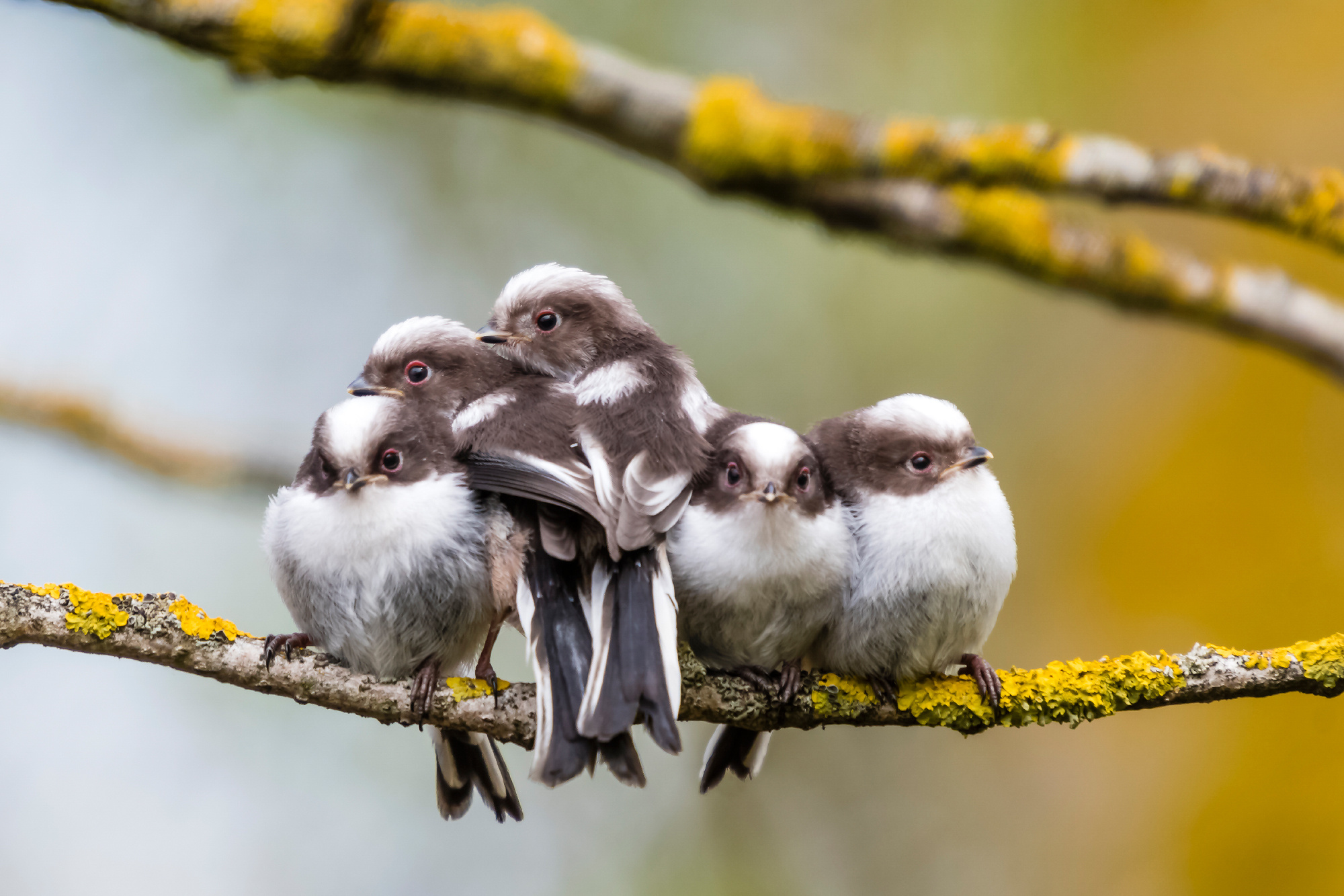 Birds. Птицы. Aleksandr Abrosimov Photography