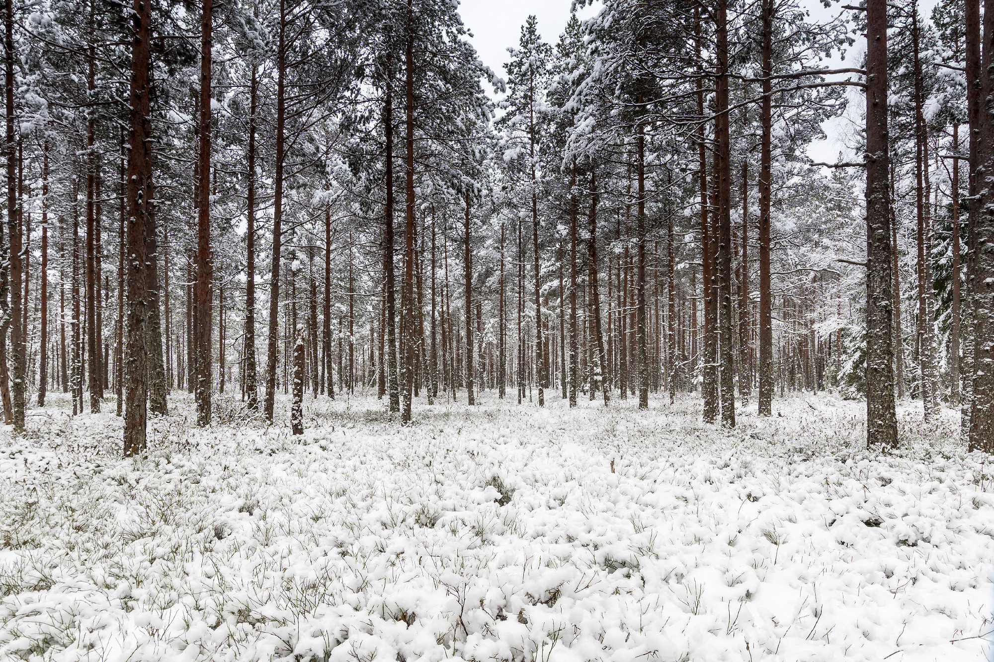 Winter landscape. Зимние пейзажи. Aleksandr Abrosimov Photography