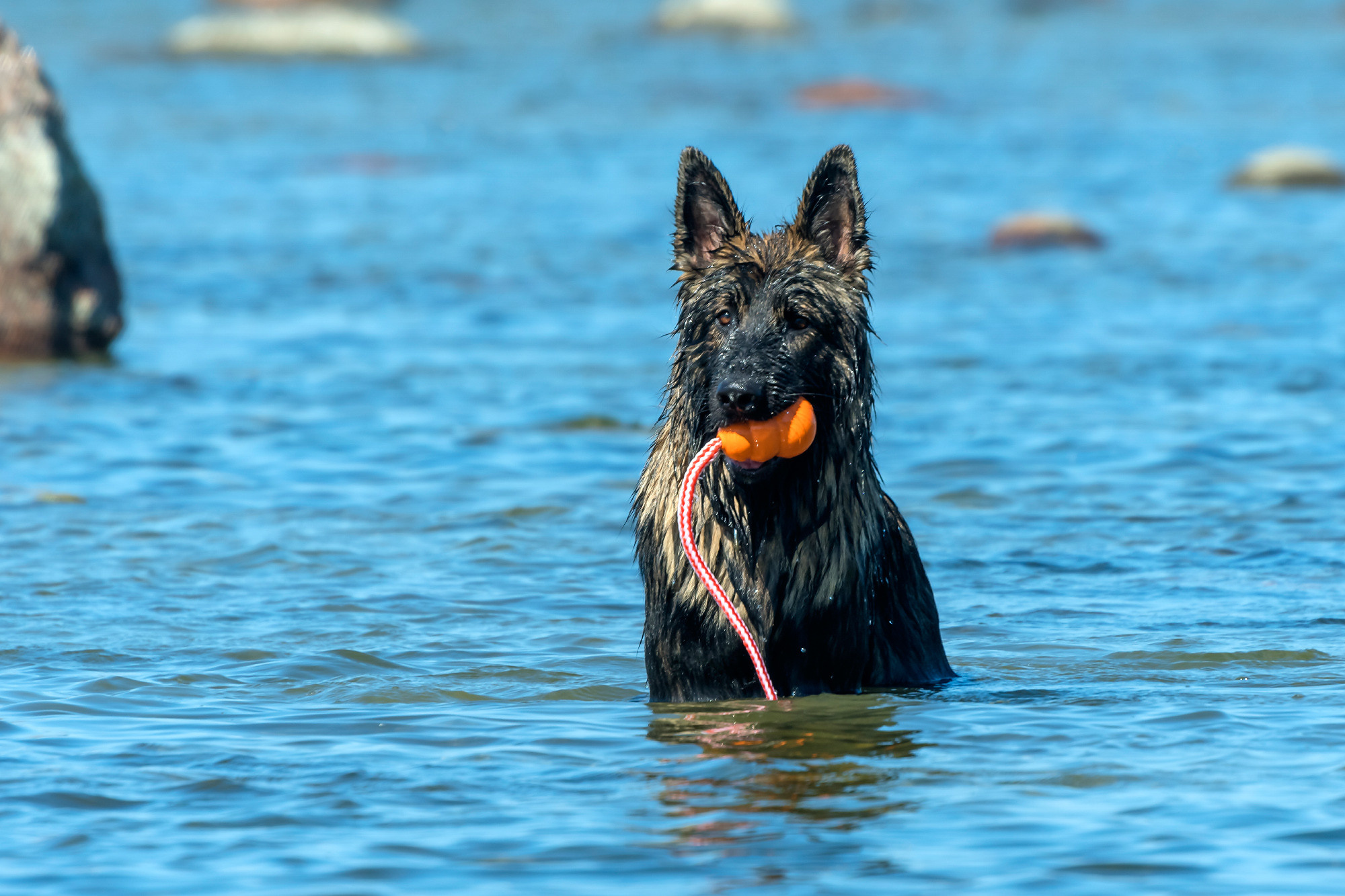 Pets. Домашние питомцы. Aleksandr Abrosimov Photography
