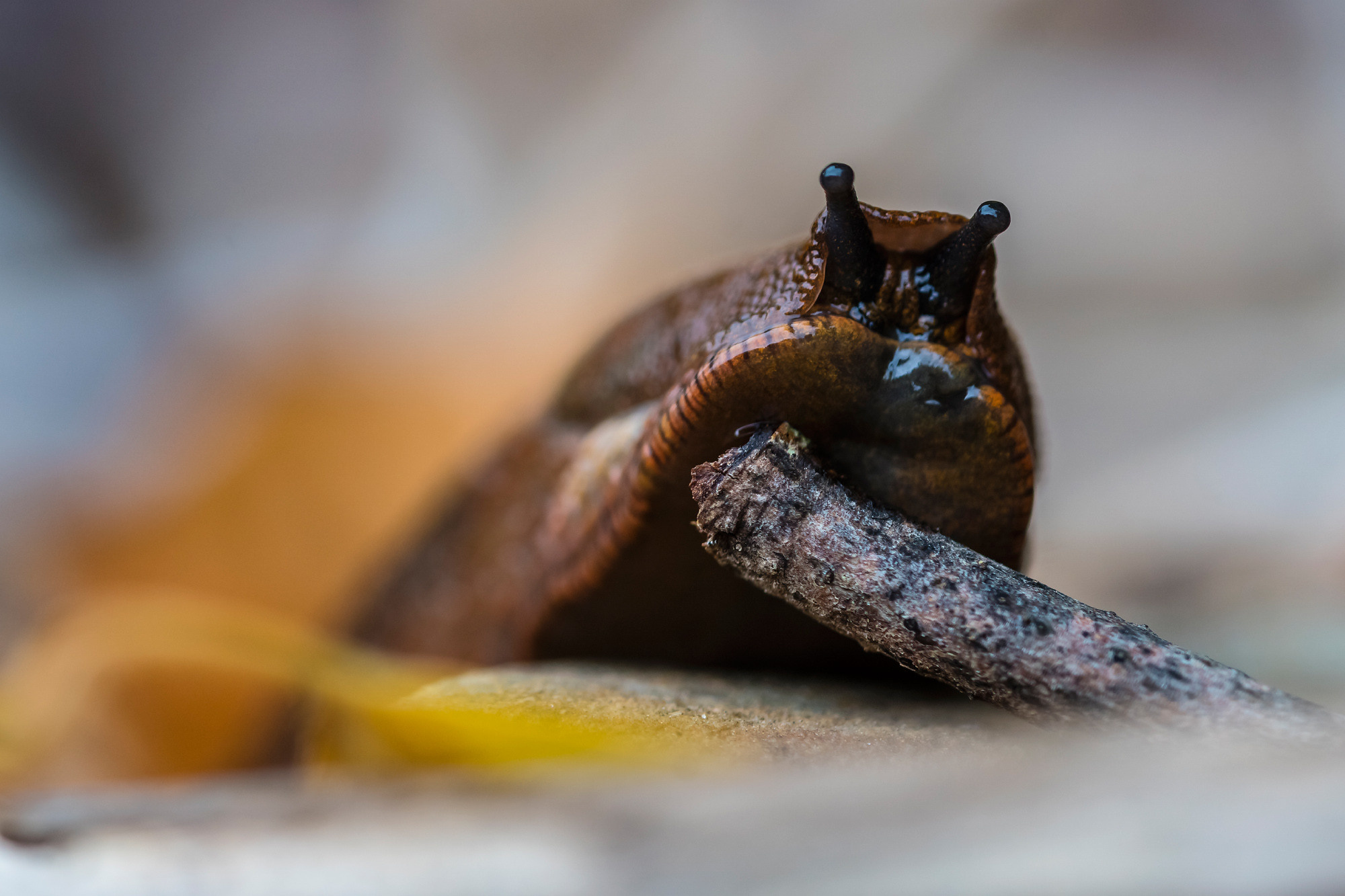 Insects. Насекомые. Aleksandr Abrosimov Photography