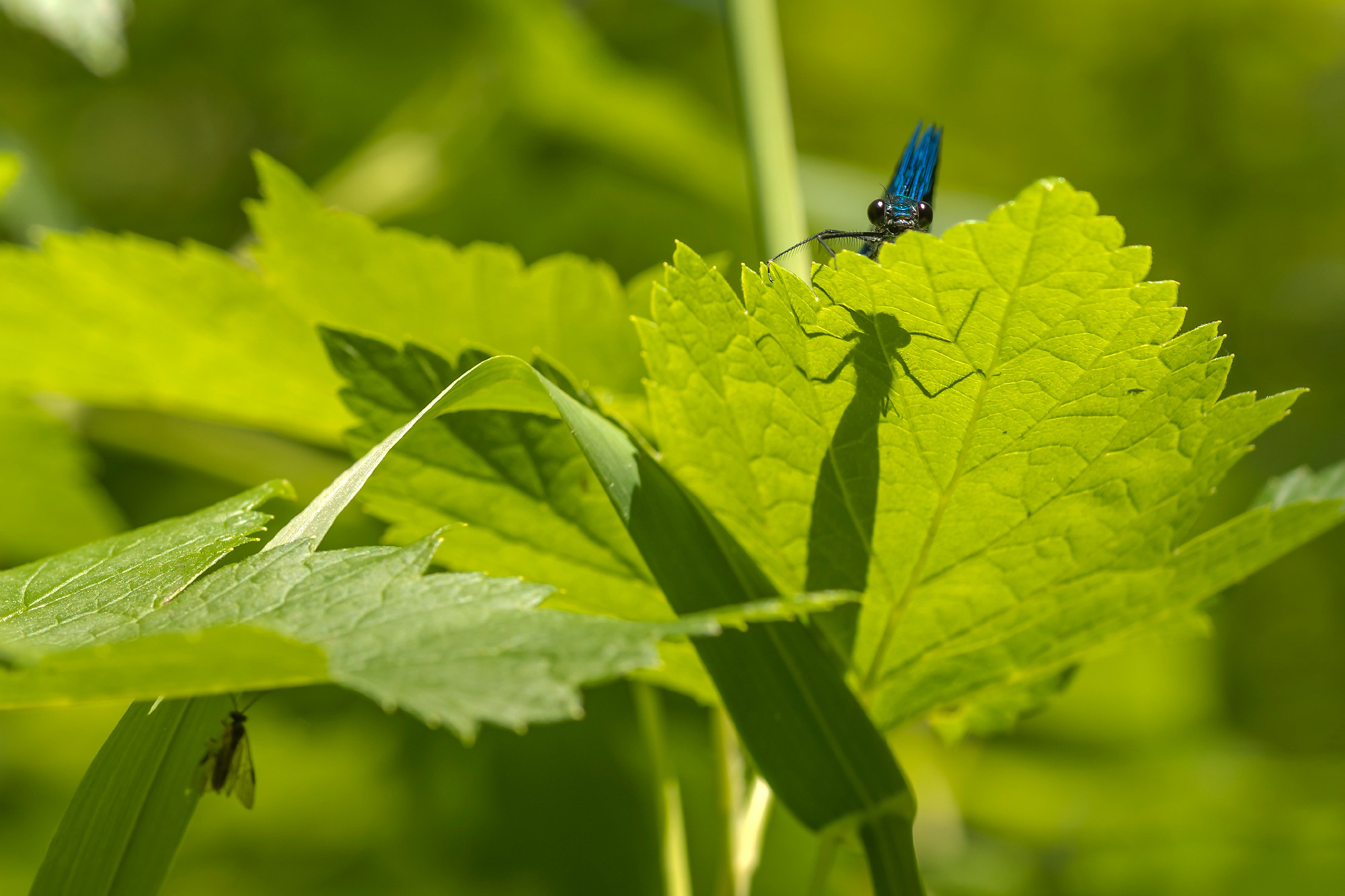 Insects. Насекомые. Aleksandr Abrosimov Photography