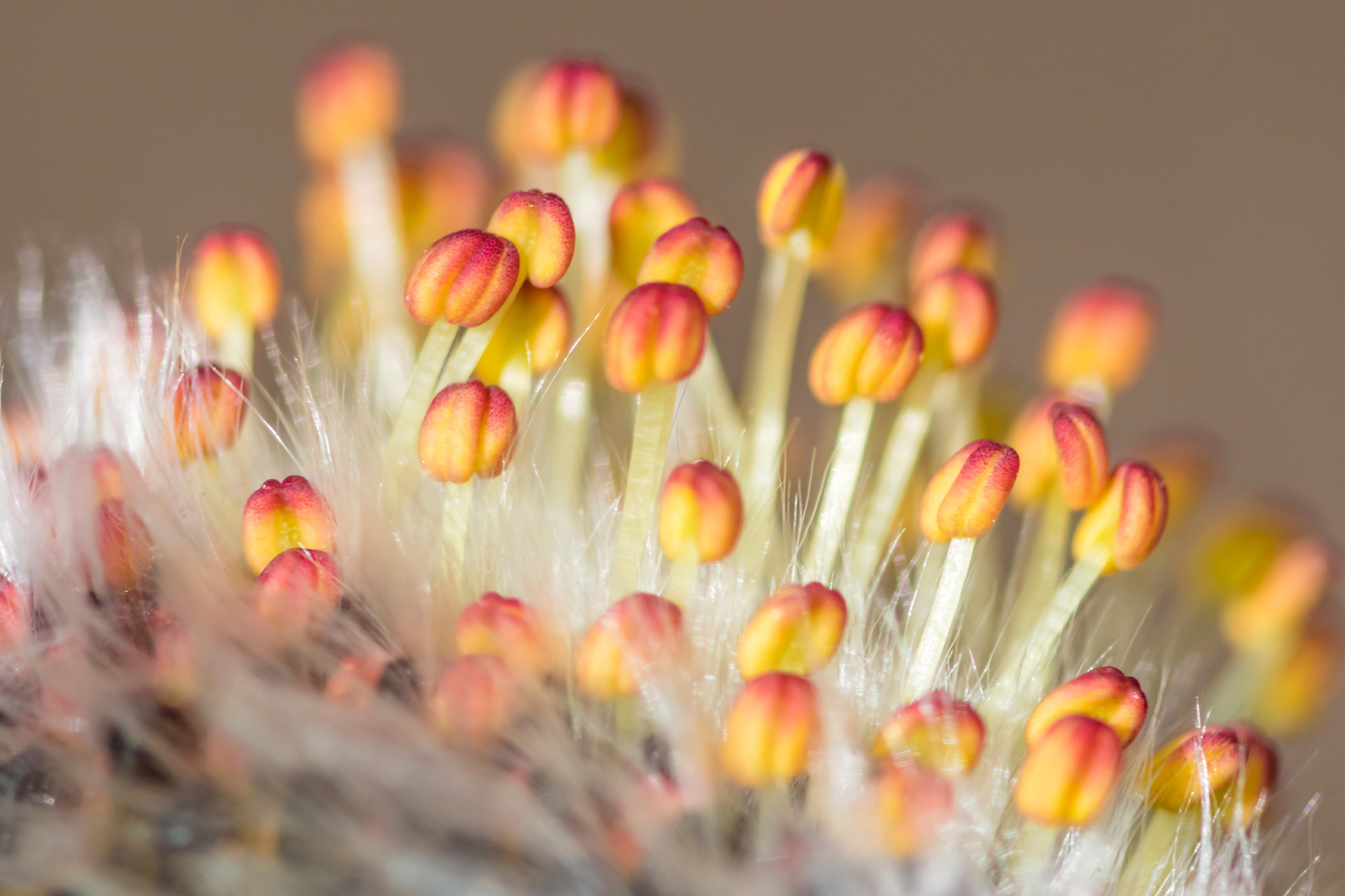 Nature. Природа. Aleksandr Abrosimov Photography