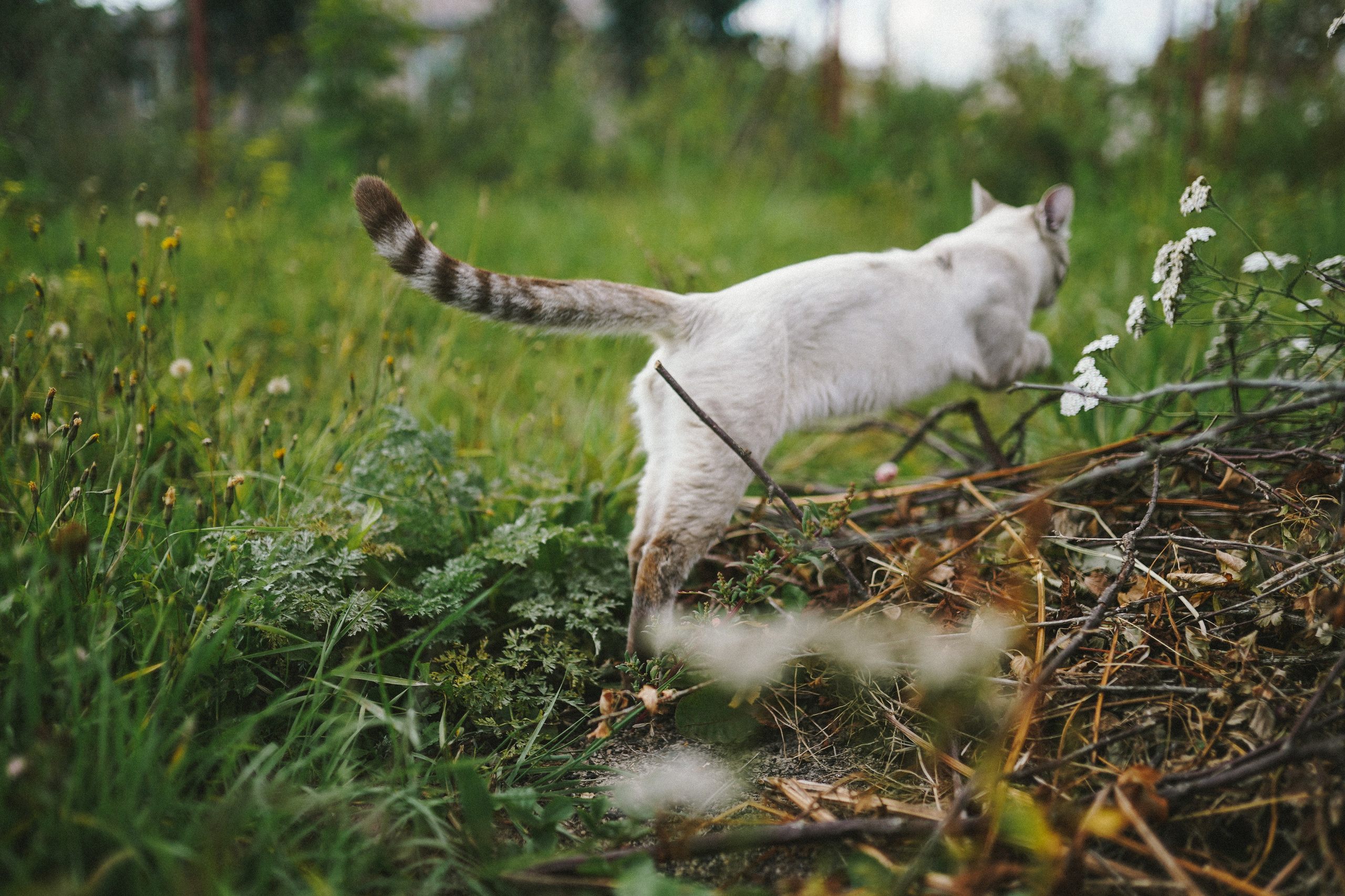 Кот шпедингера. Стрит-фотография, полная абсурда, идиотизма и красоты