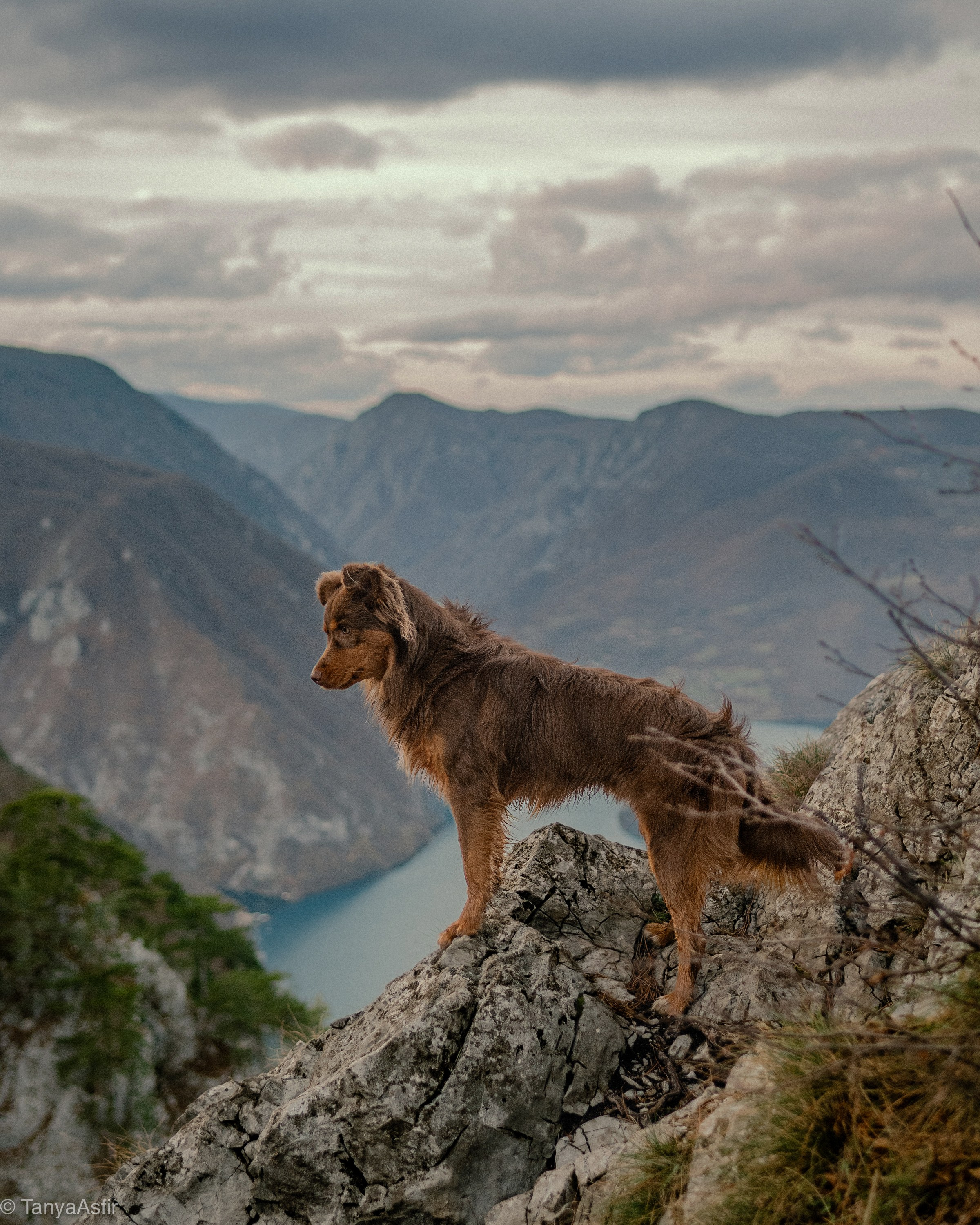 Brown Mini Aussie stand on a cliff in mountains