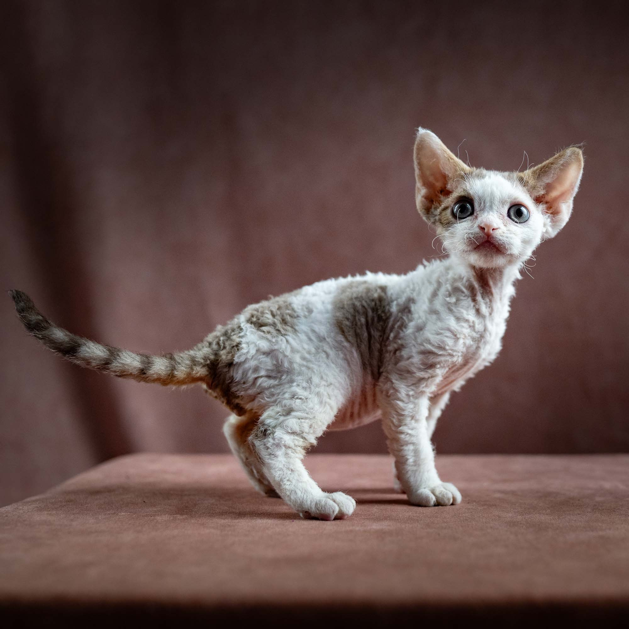 Hector,  boy, born 04.20.25. Devon Rex Pixie Cattery