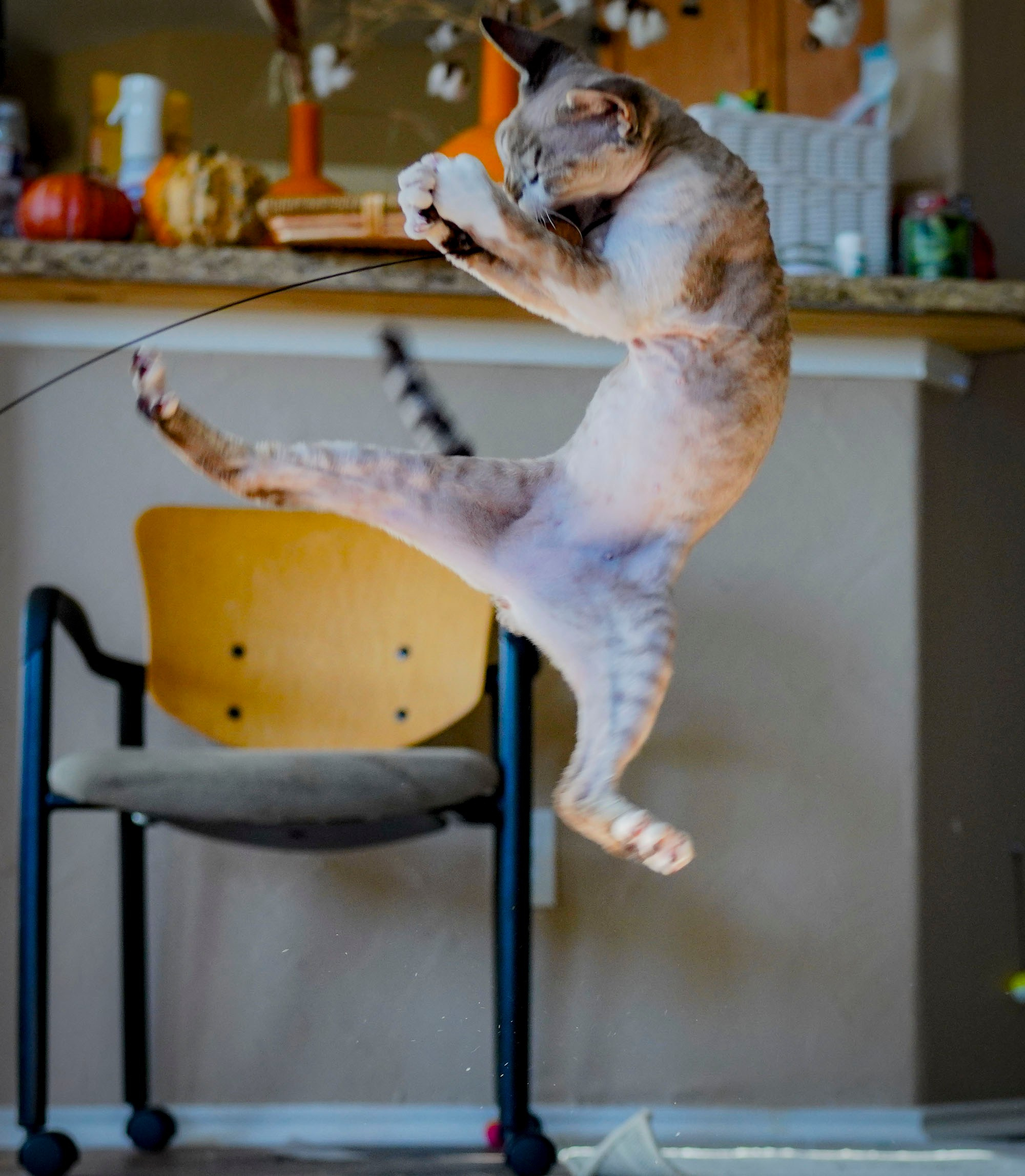 Hunti. Devon Rex Pixie Cattery