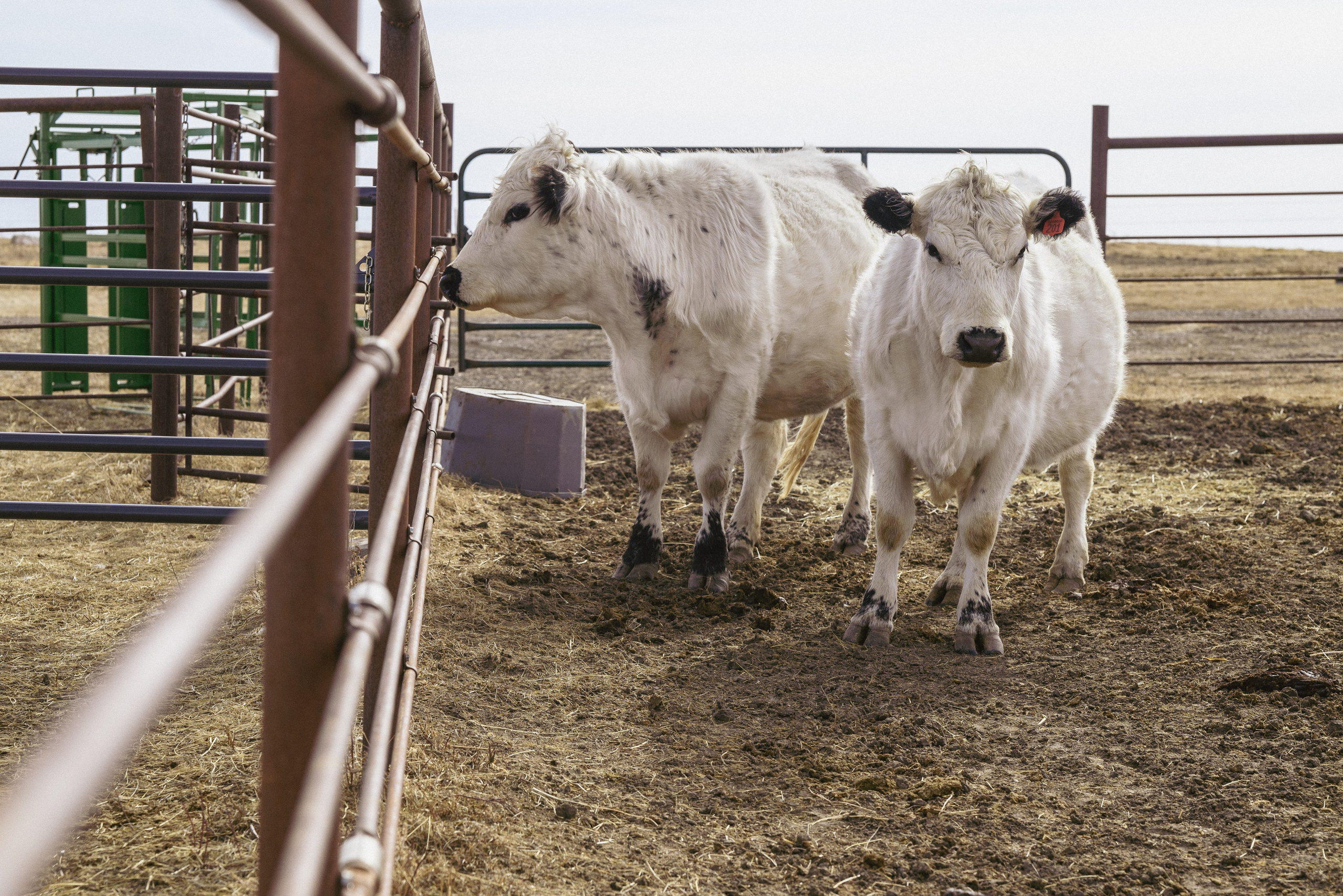 Farm animals. Victoria Lyubchenko — fine art photography in Bismarck, ND