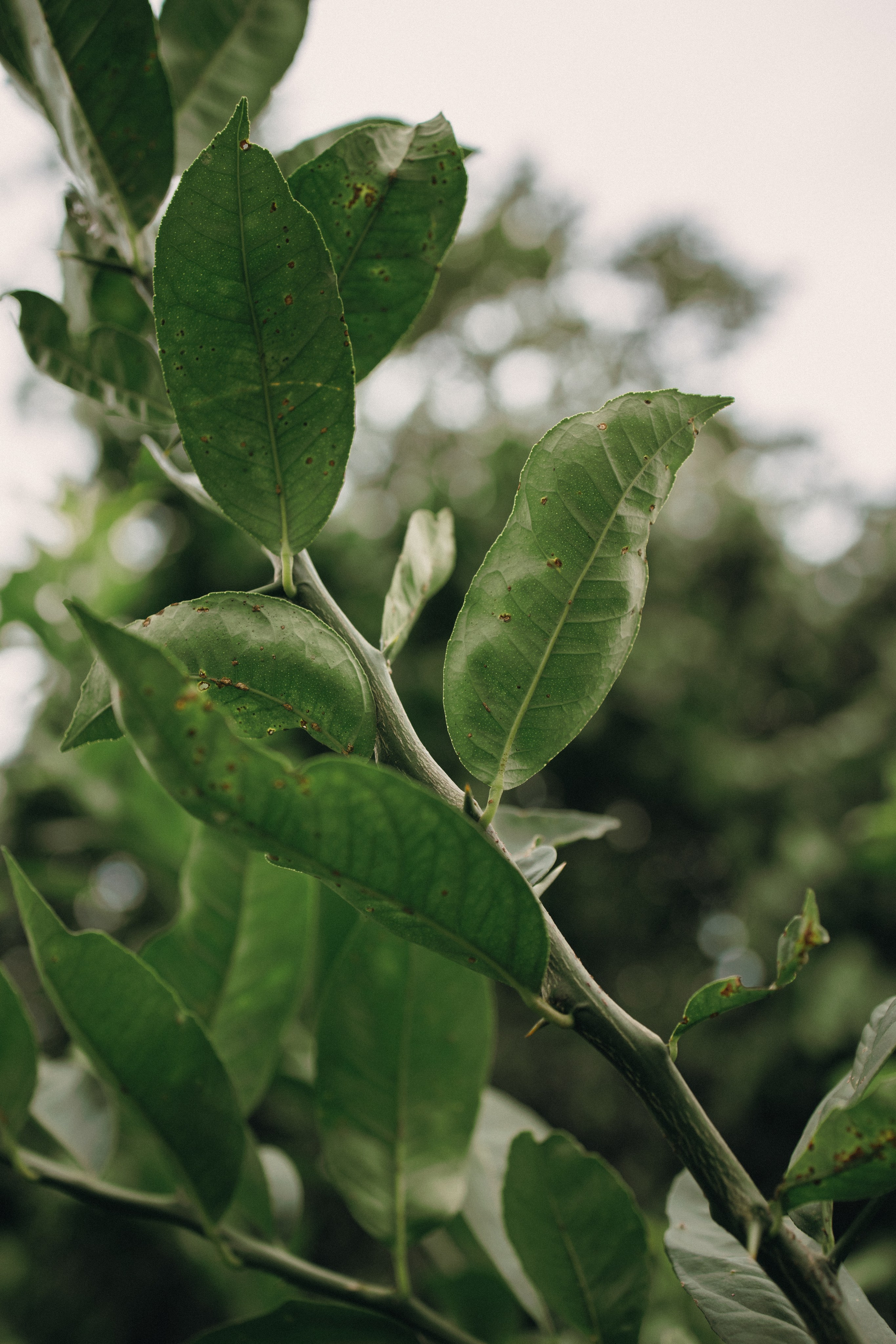 2025 | Karla e Filipe. Denis Damasceno | Fotografia