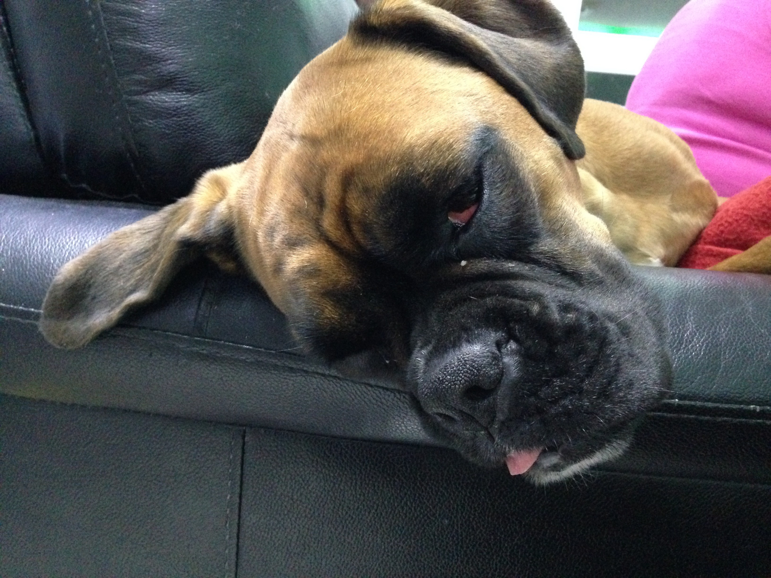 My ״Star״ Boxer Dog