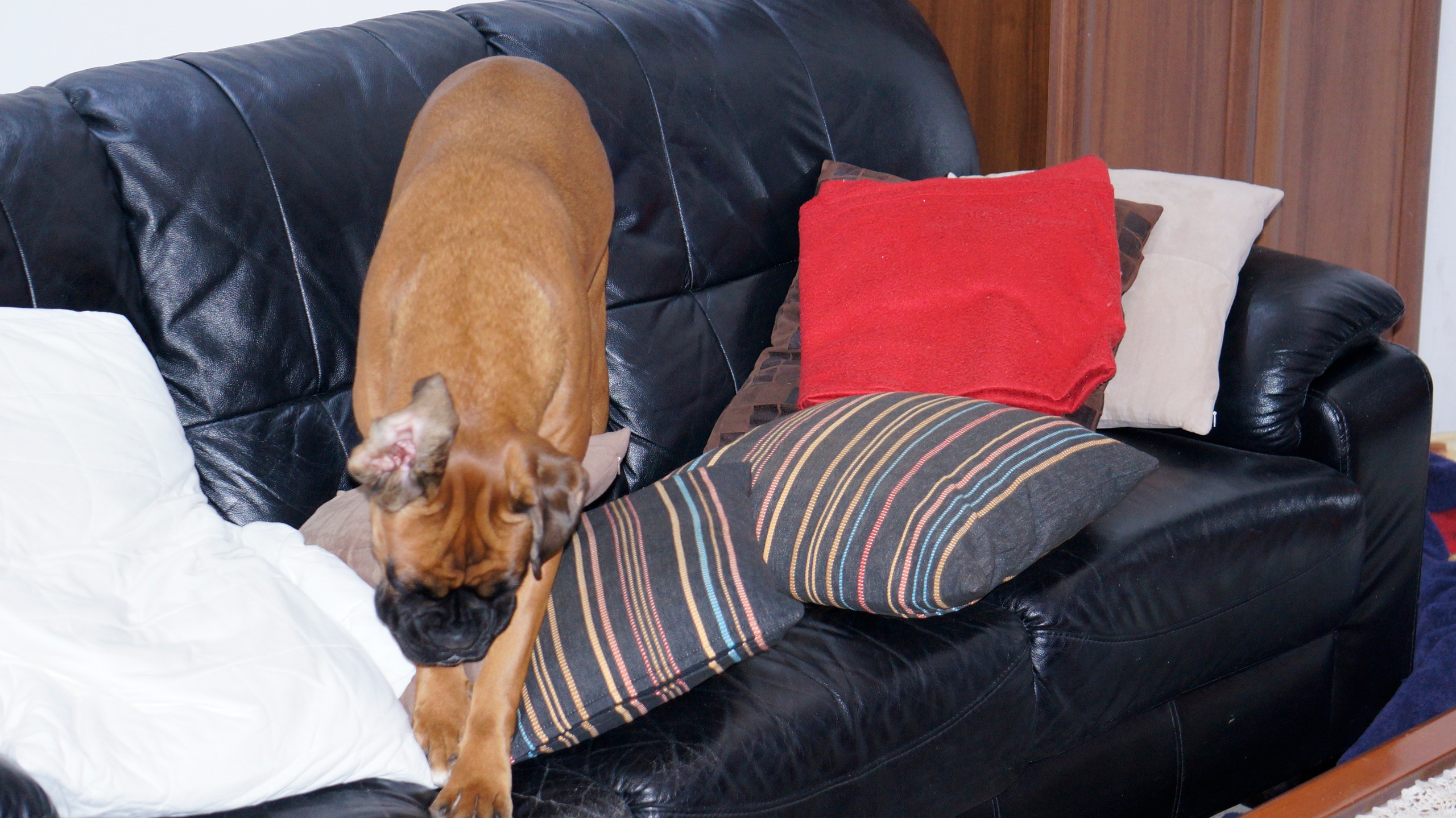 My ״Star״ Boxer Dog