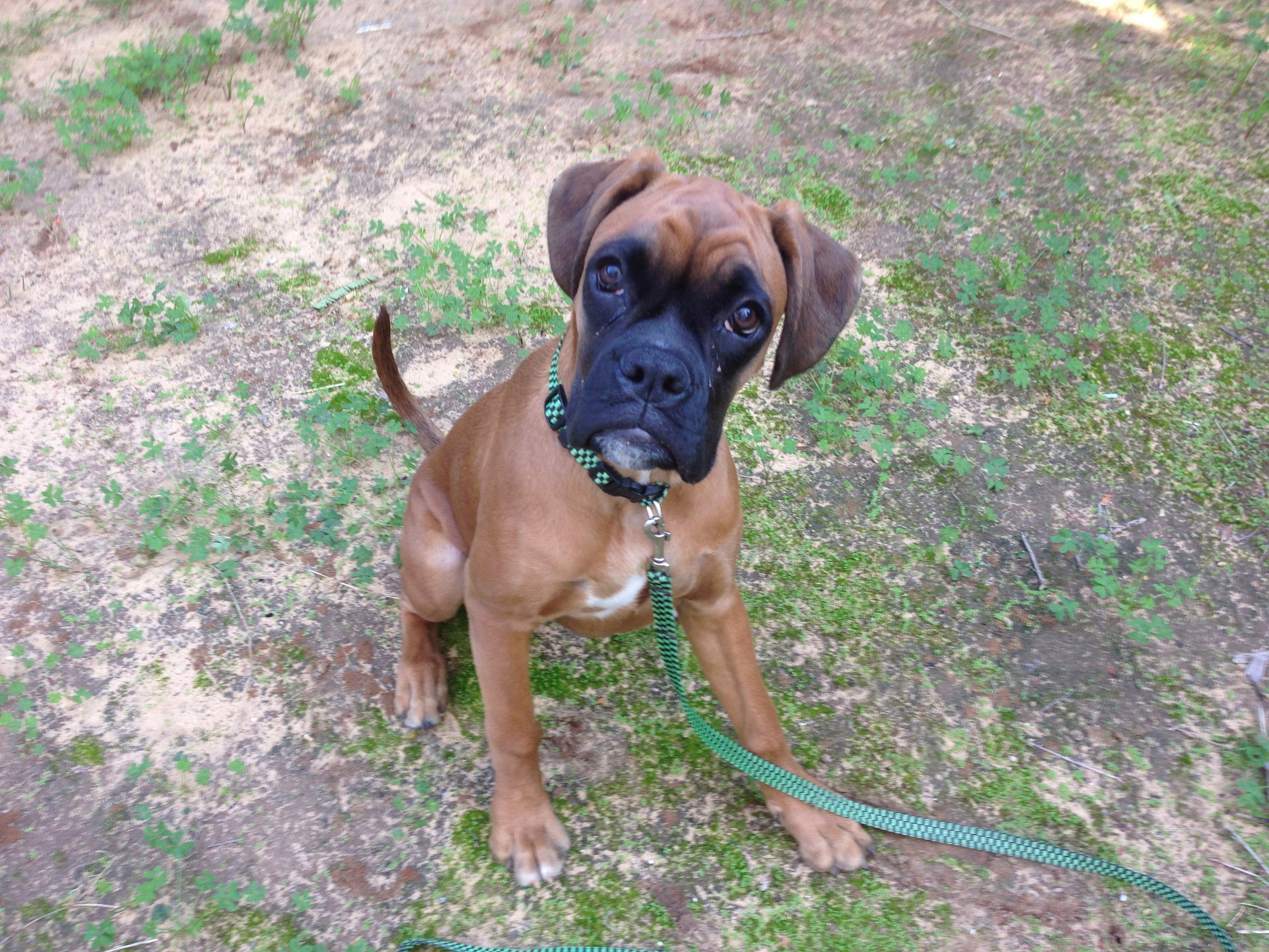 My ״Star״ Boxer Dog