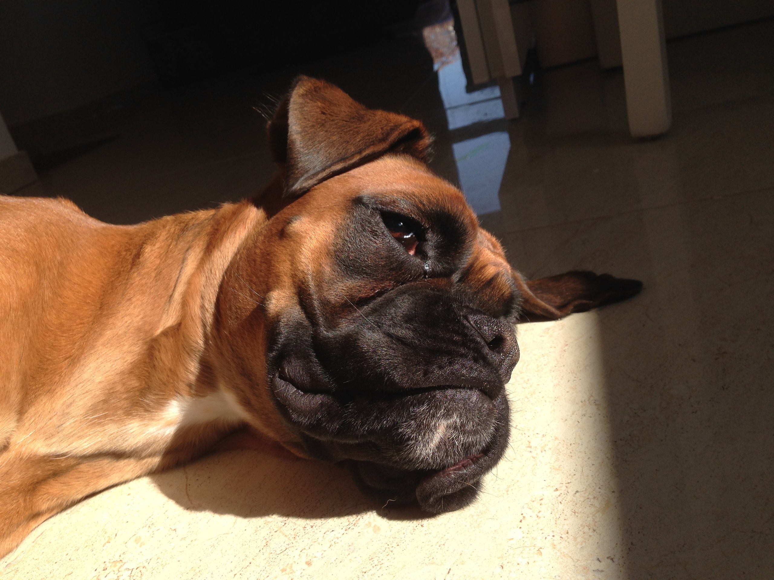 My ״Star״ Boxer Dog