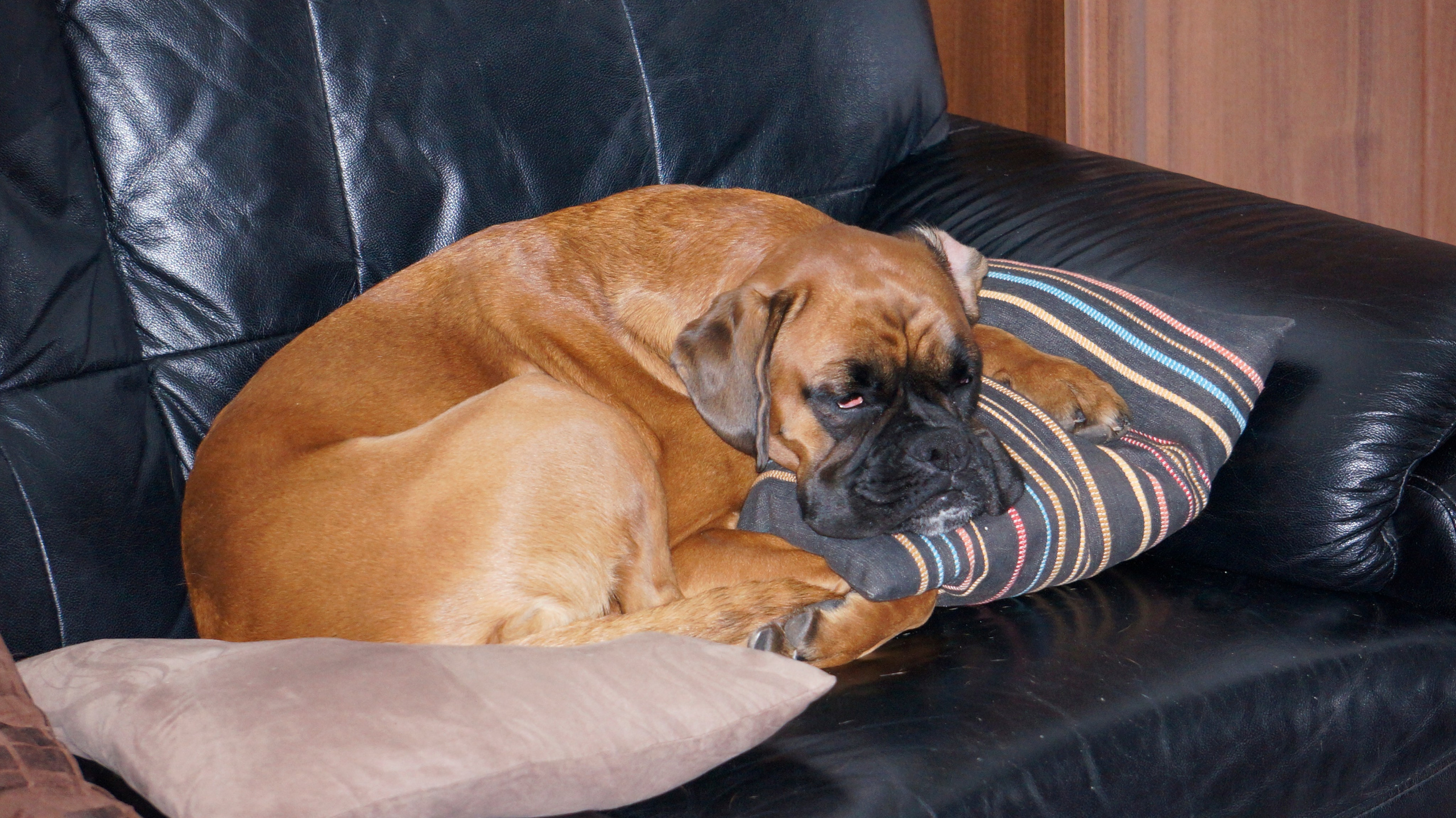 My ״Star״ Boxer Dog