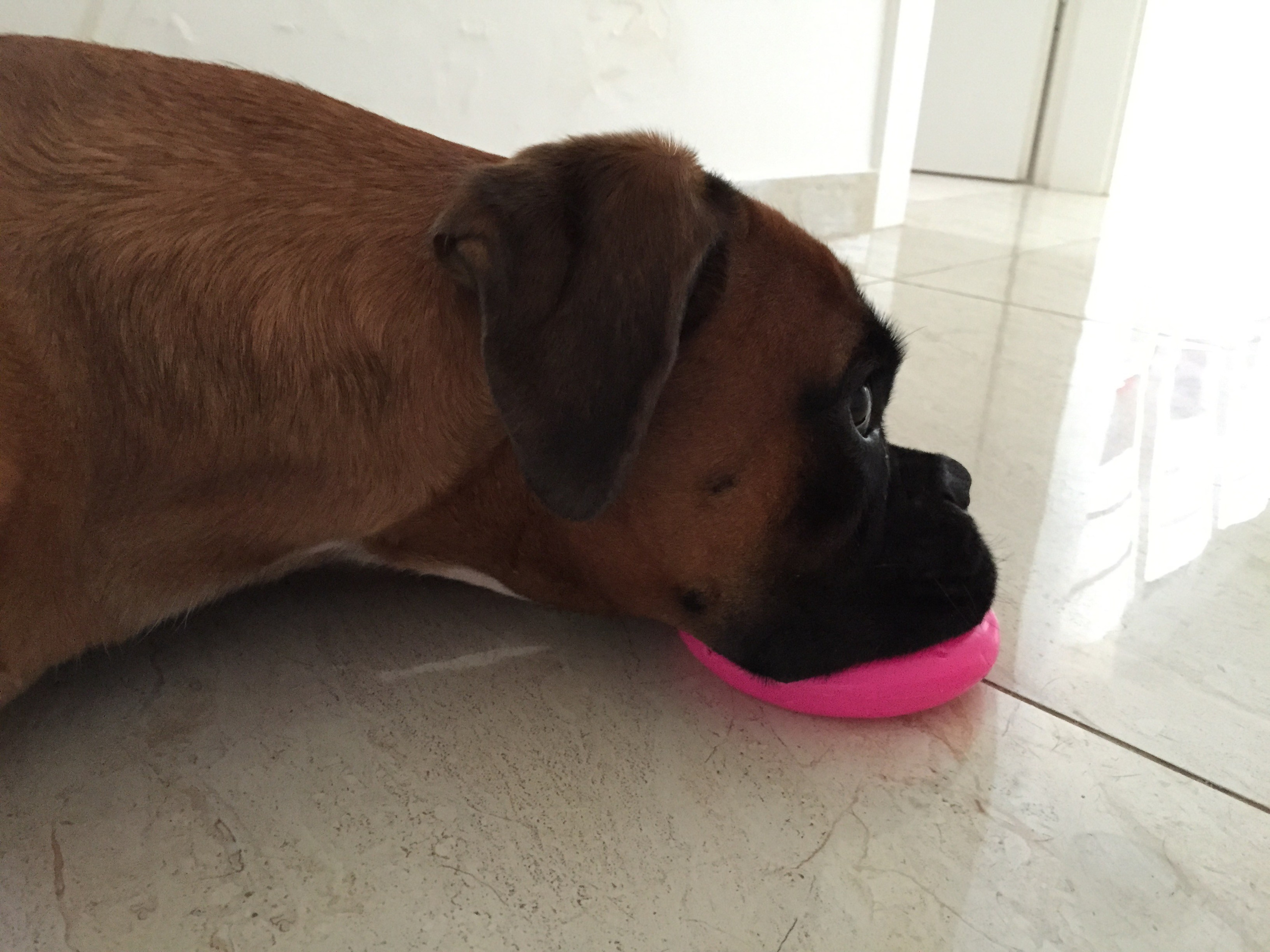 My ״Star״ Boxer Dog