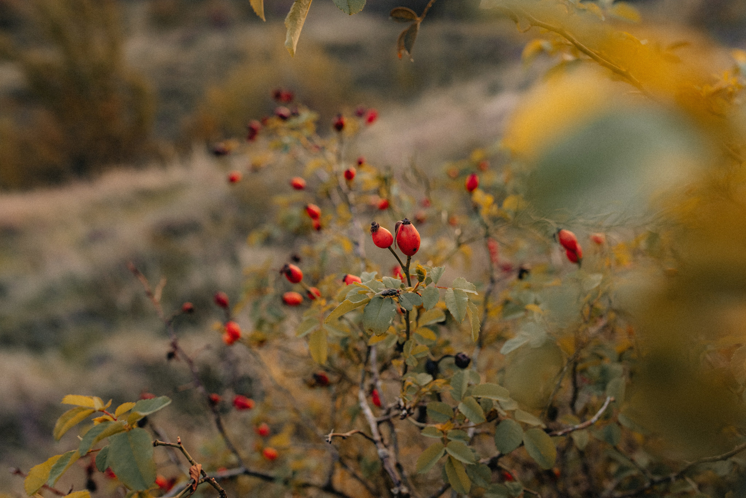 Celine’s first birthday. Tania Gandrabur, photographer in West Midlands, England
