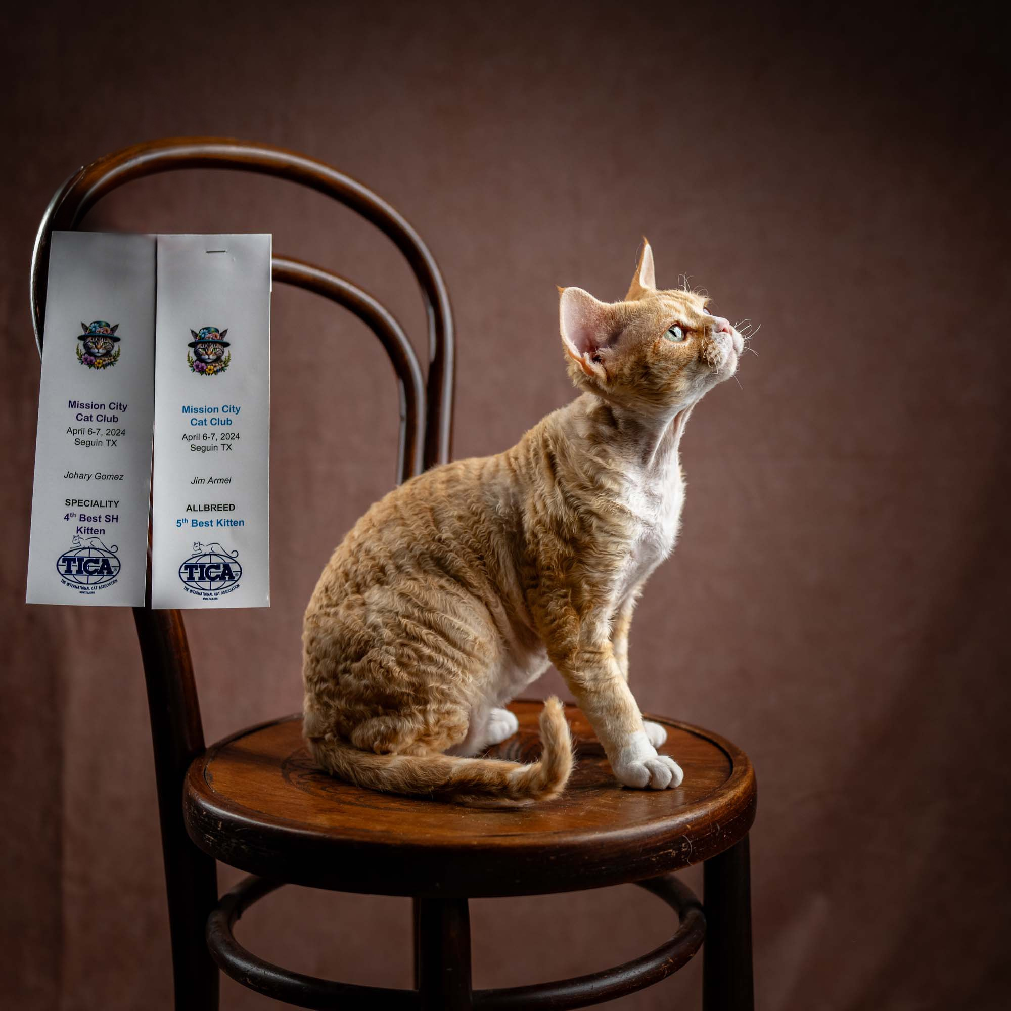 Choux. Devon Rex Pixie Cattery