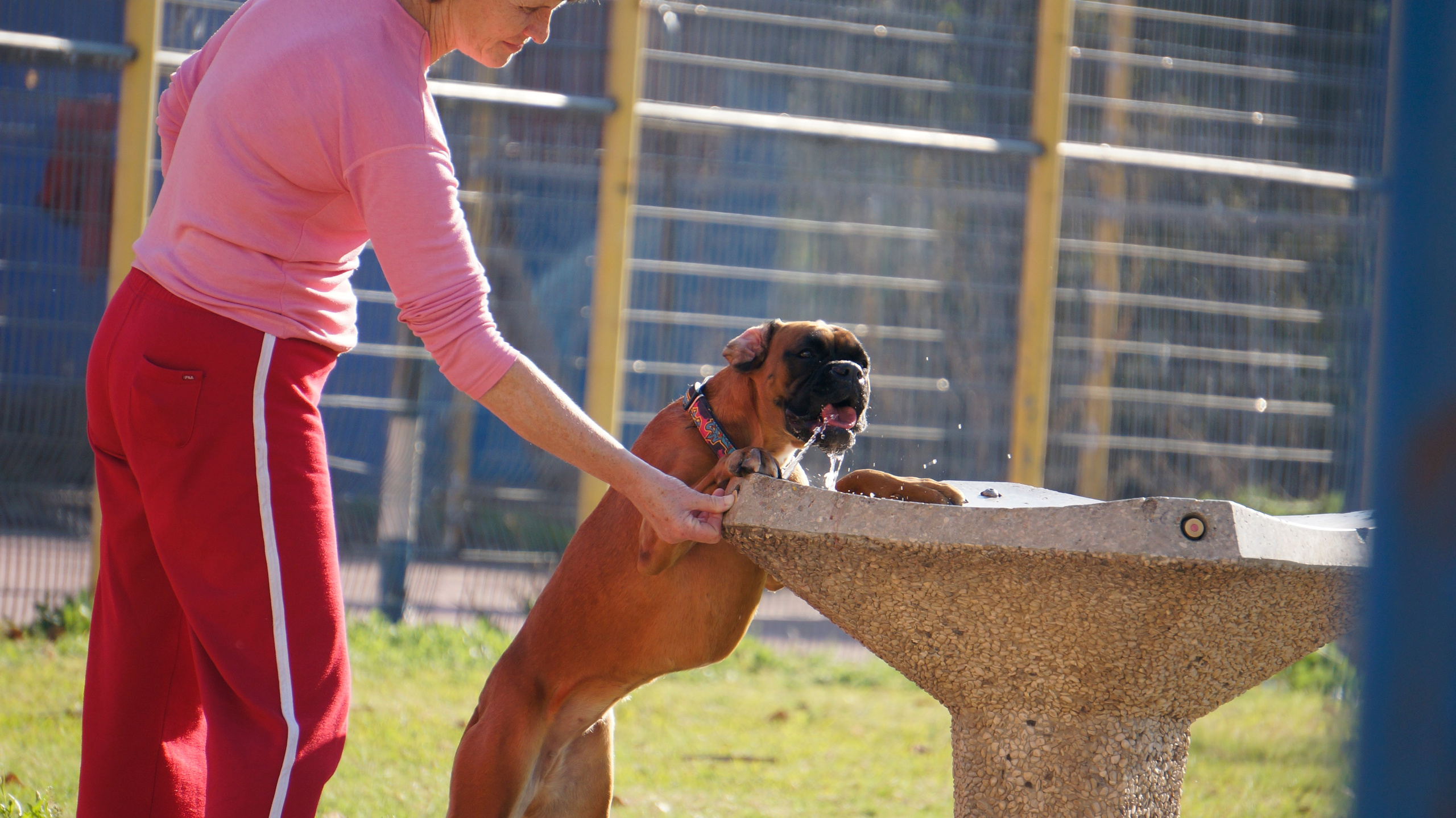 My ״Star״ Boxer Dog