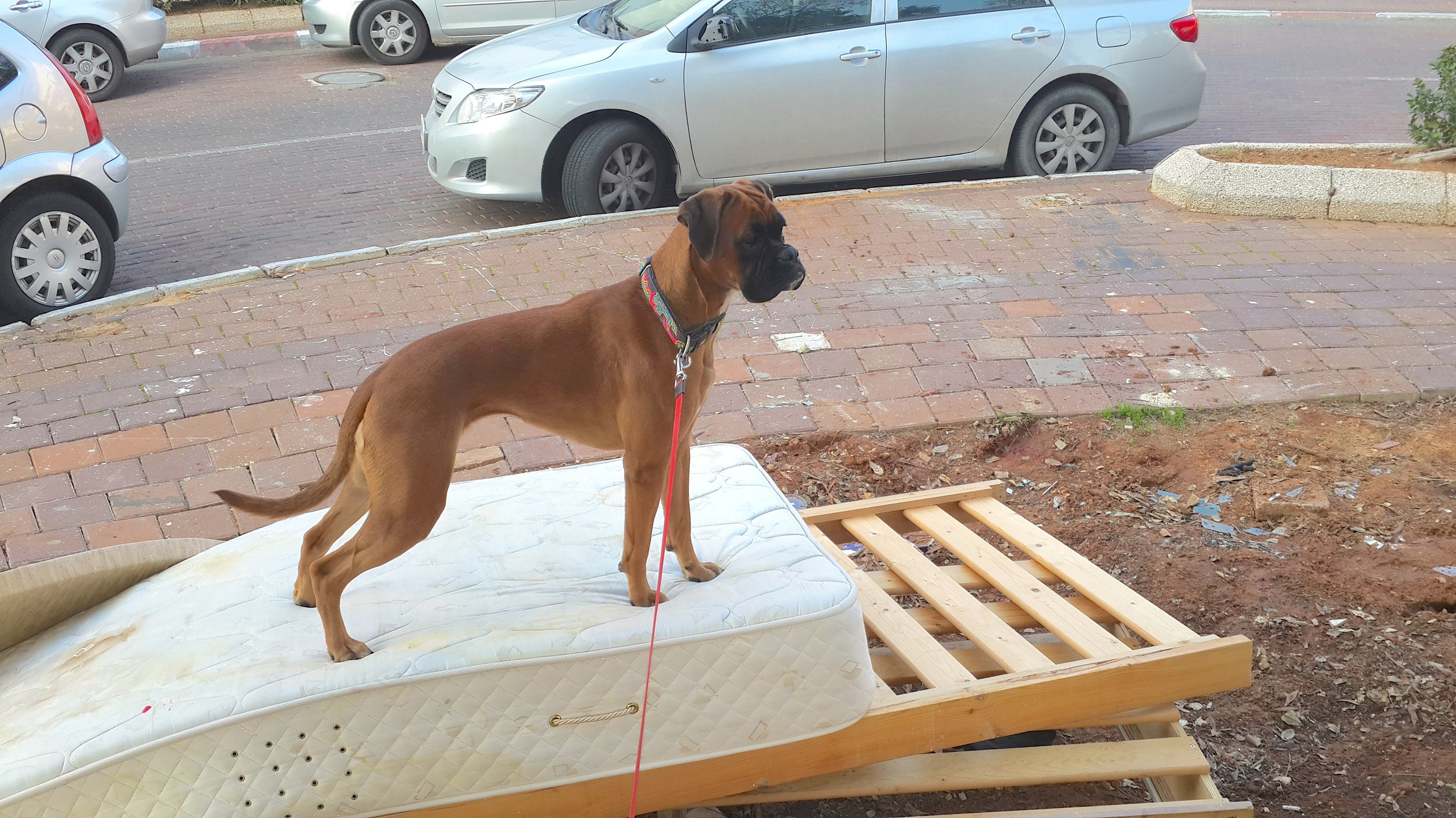 My ״Star״ Boxer Dog
