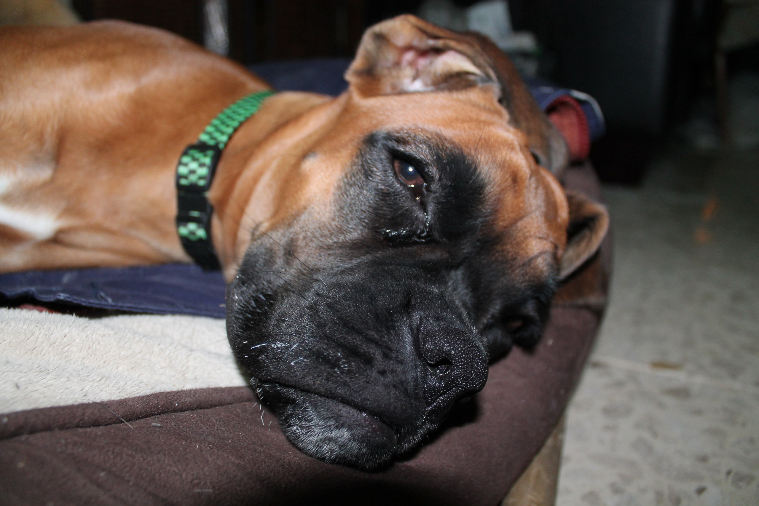 My ״Star״ Boxer Dog