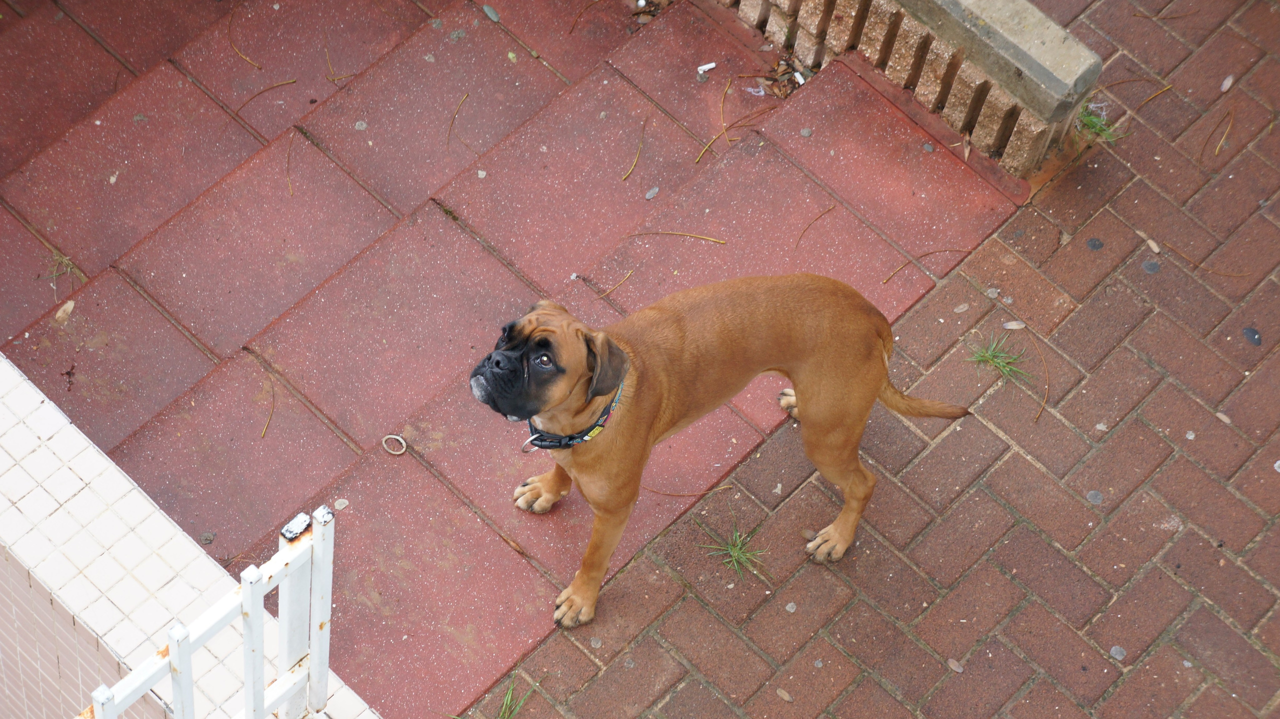 My ״Star״ Boxer Dog