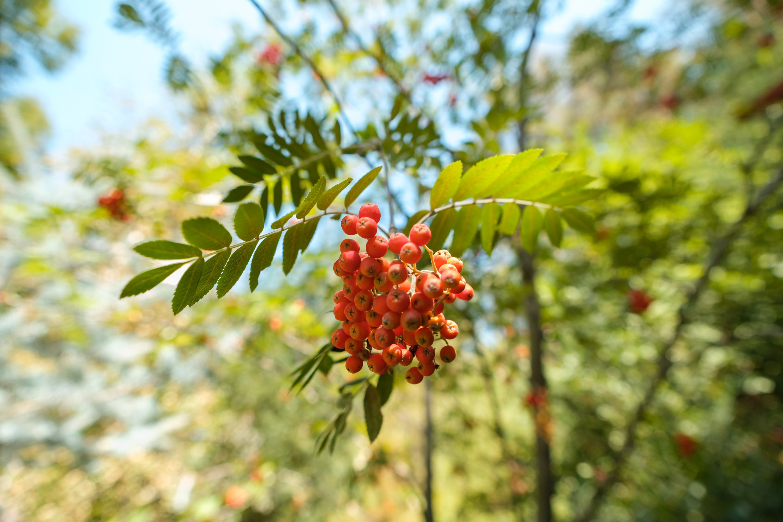 Sigma 12 mm F/1.4 DC DN Contemporary. Фотограф Григорий Кравец