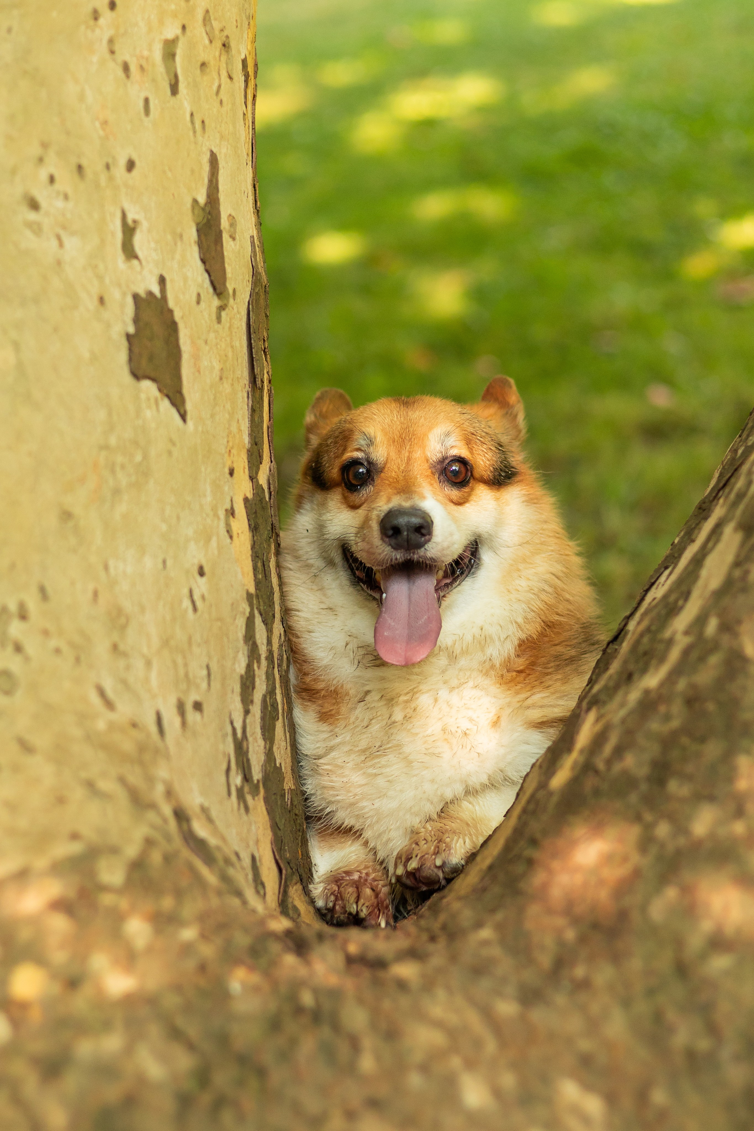 Мария и Санти. Фотограф-анималист | Белград