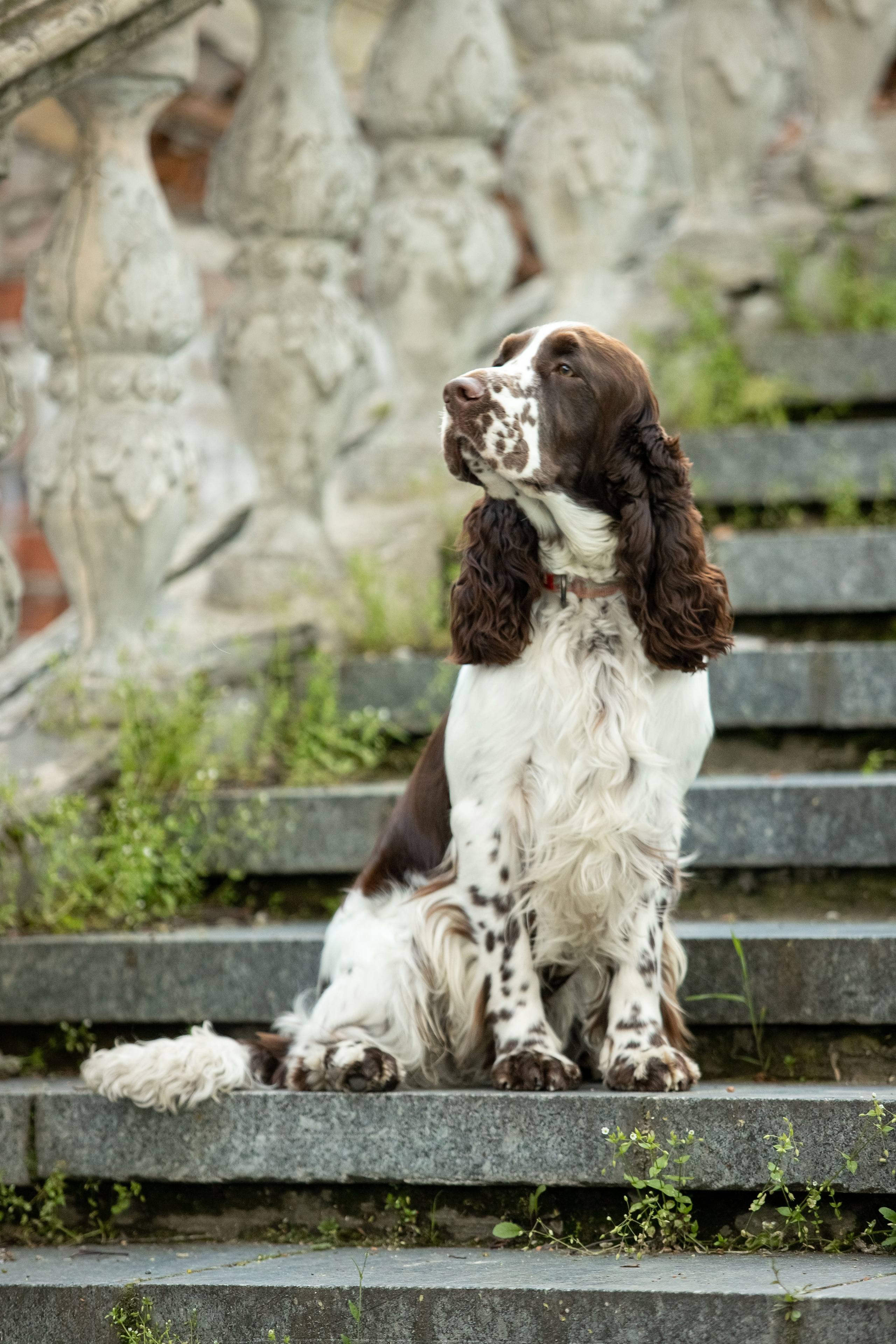 English Springer Spaniel male show stance conformation