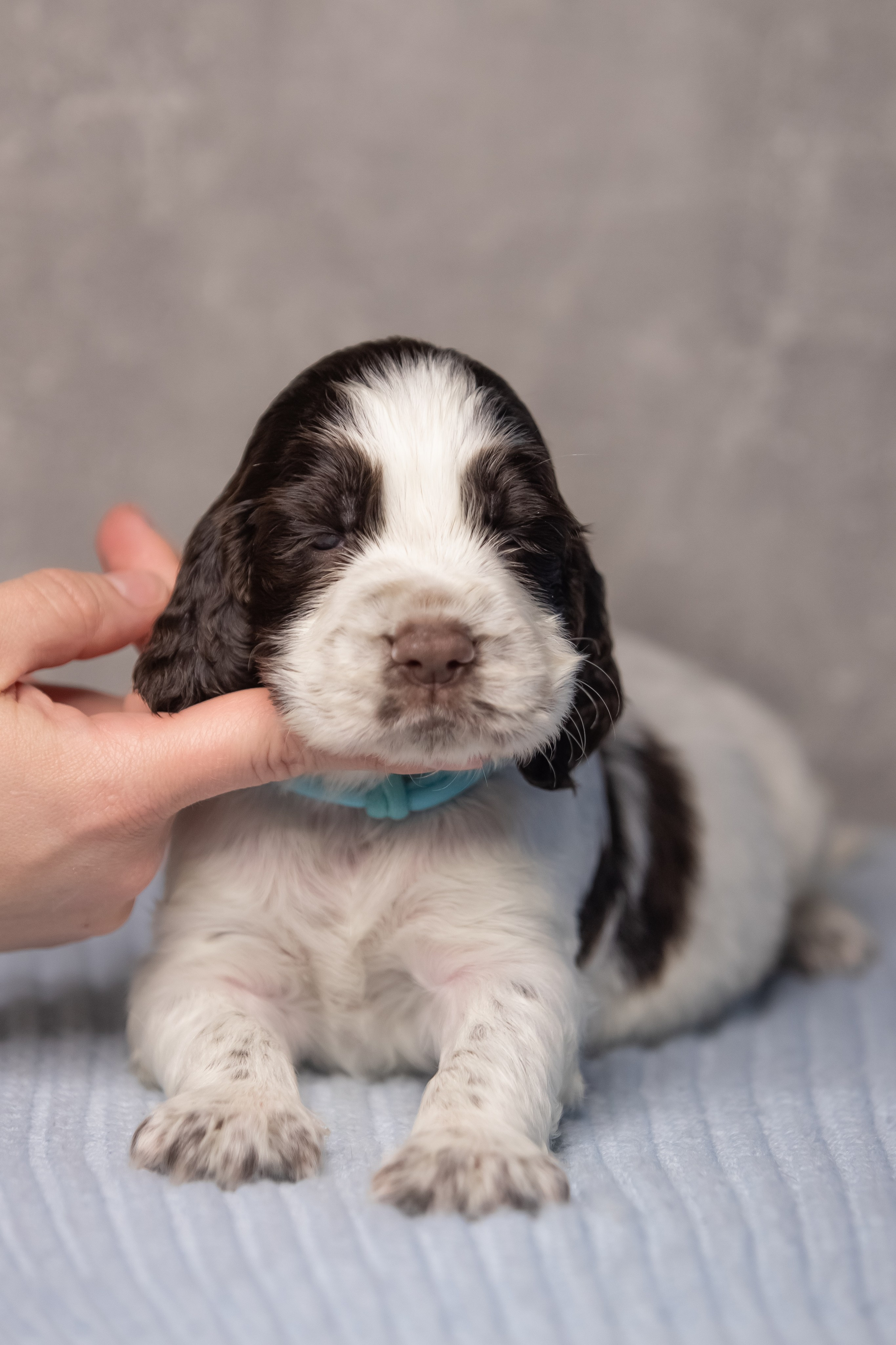 Male — Blue collar 💙. Website of the titled stud dog of the Springer Spaniel breed