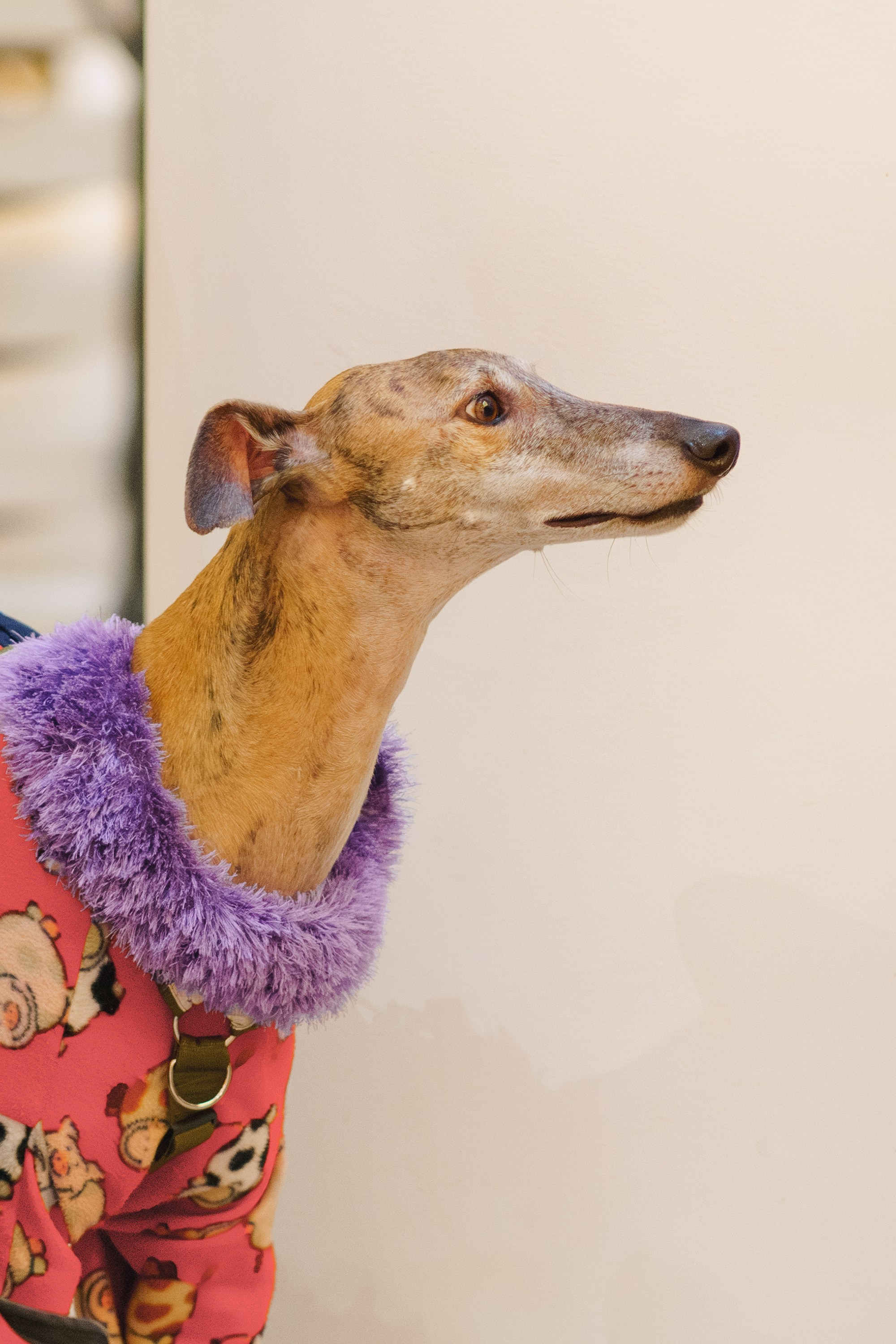 GalgoTreff / Solaris keskus 16 november. Kat Laisaar — Pet photographer in Tallinn